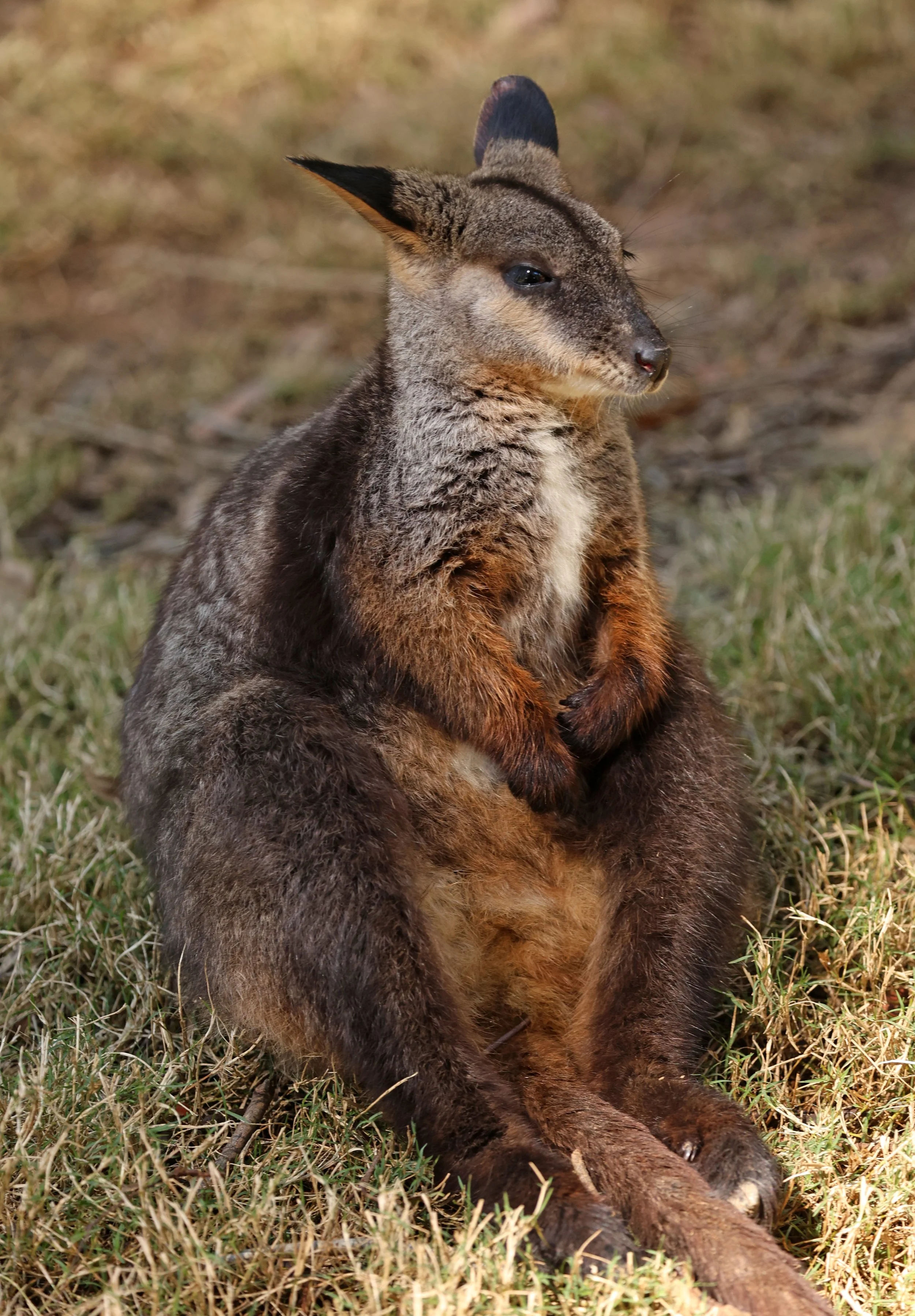 Brush-tailed Rock-wallaby (Petrogale penicillata) East of Lamington NP Queensland
