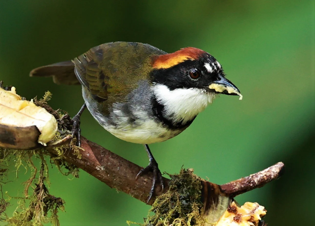 Chestnut-capped Brushfinch (Arremon brunneinucha) Mindo, Ecuador - Chocoan Lowlands and Valley (14).jpg