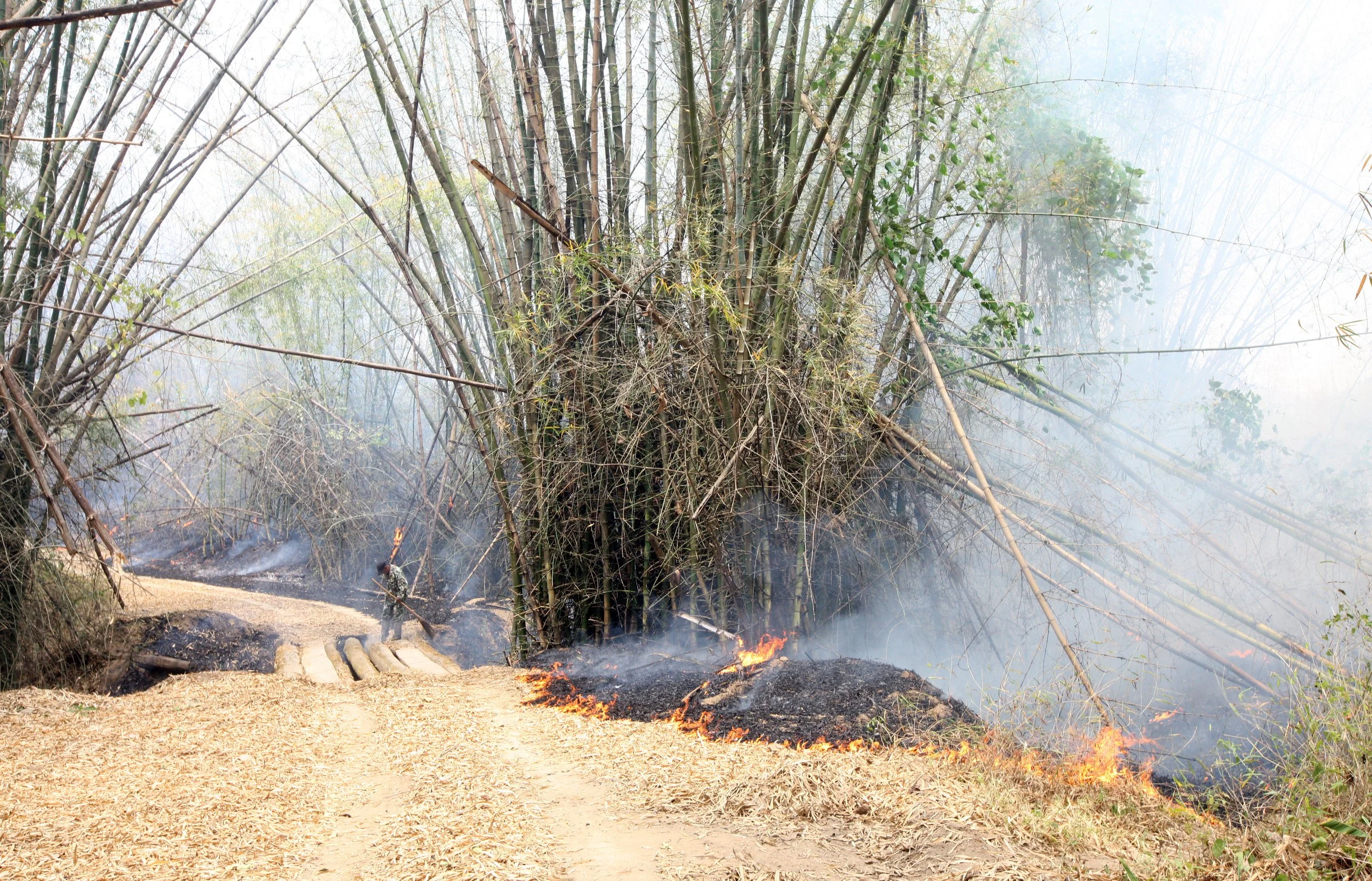 2015 Huai Mai Dee Huai Kha Khaeng Wildlife Refute (59).JPG