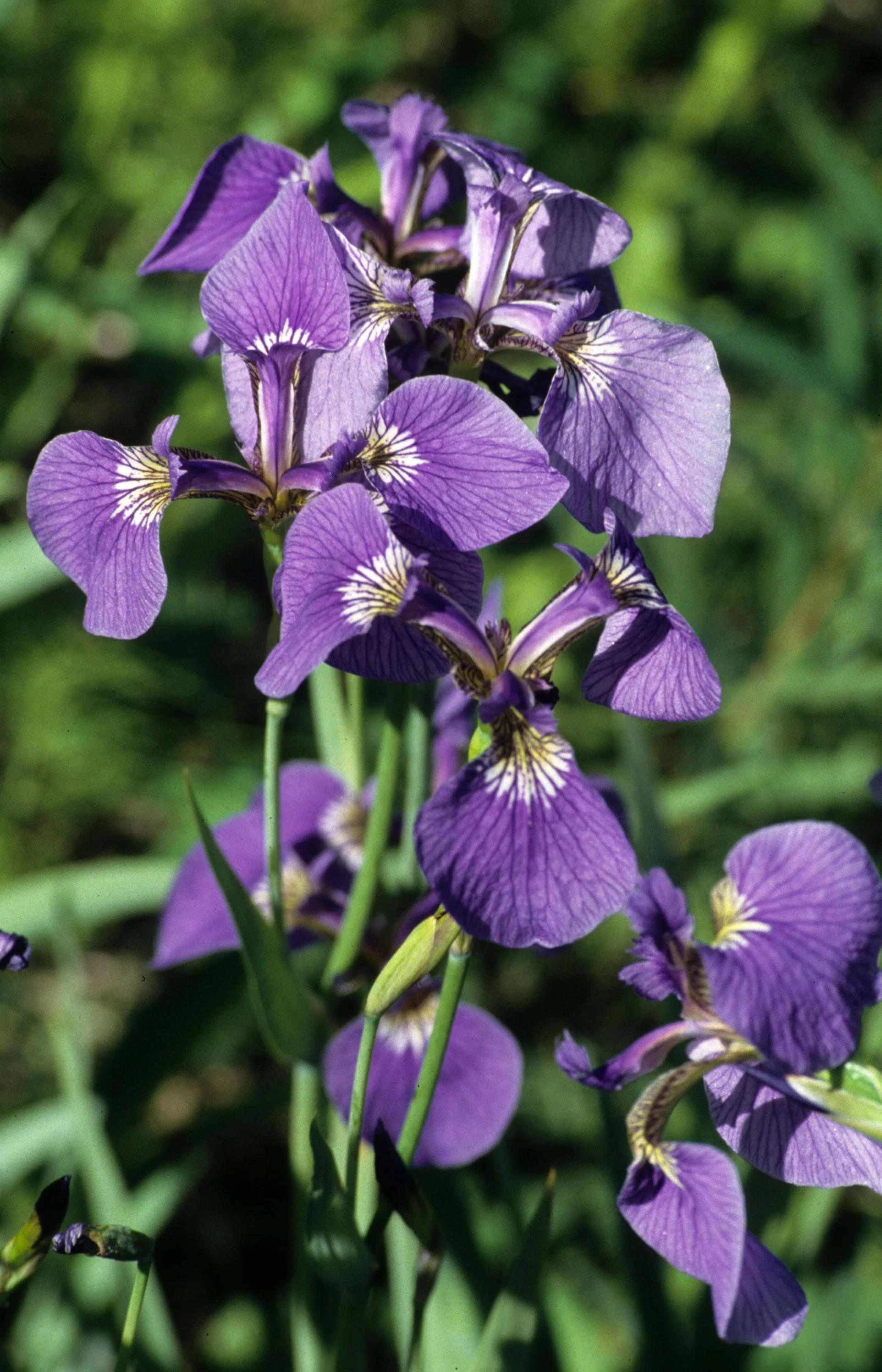 ALASKA - IRIS SETOSA - WILD IRIS A.jpg