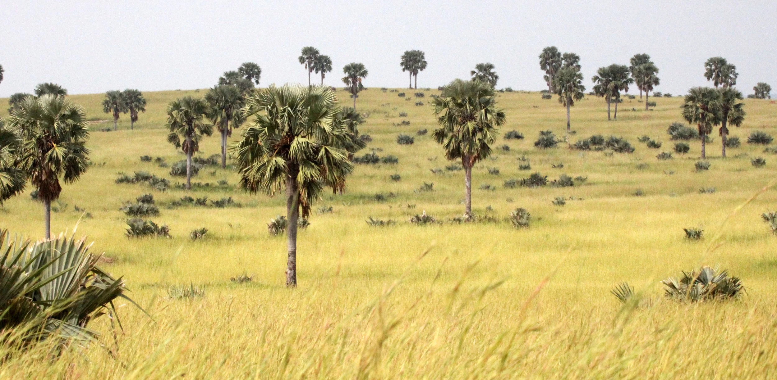 MURCHISON FALLS NP UGANDA (31).JPG