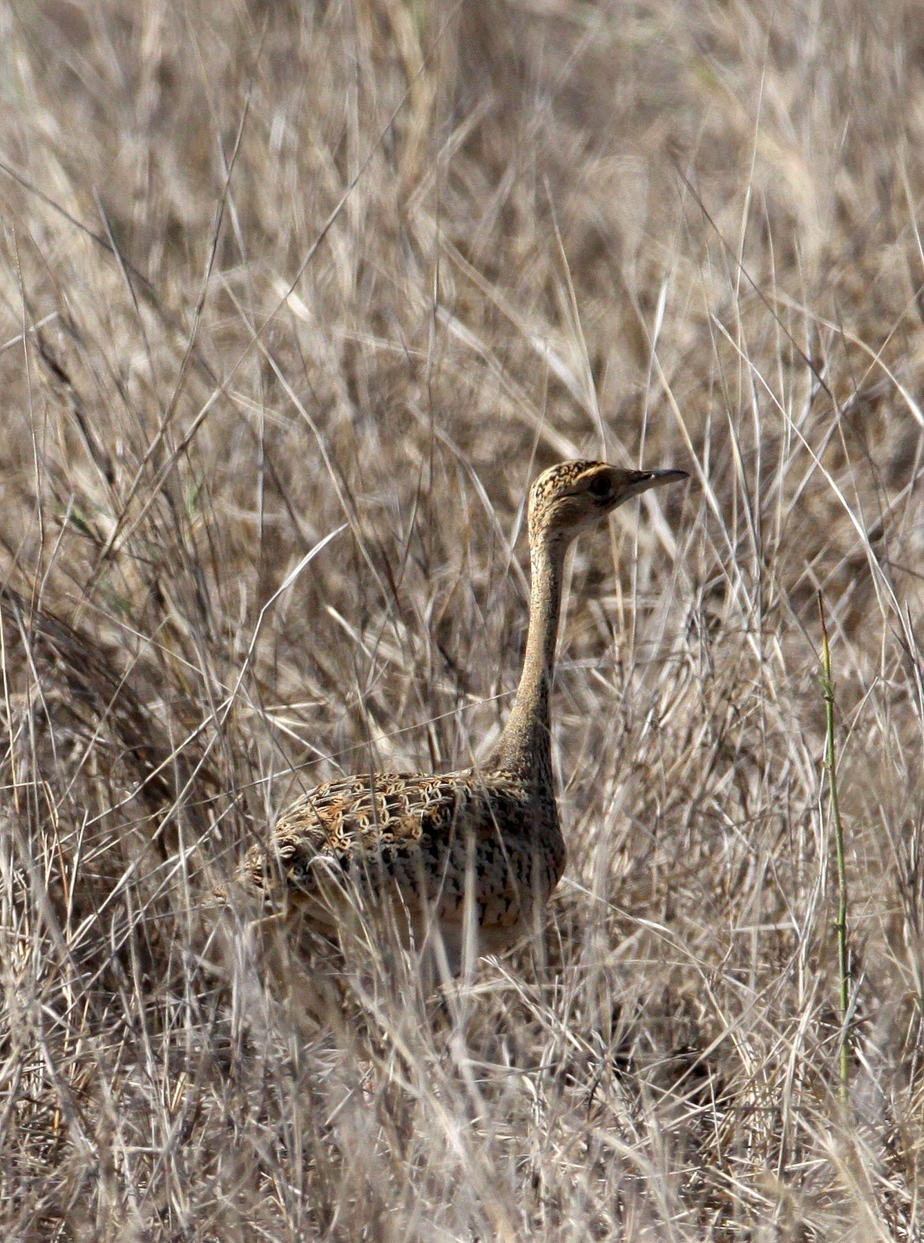 Lesser florican (Sypheotides indicus) Blackbuck NP, Gujarat India (6).JPG