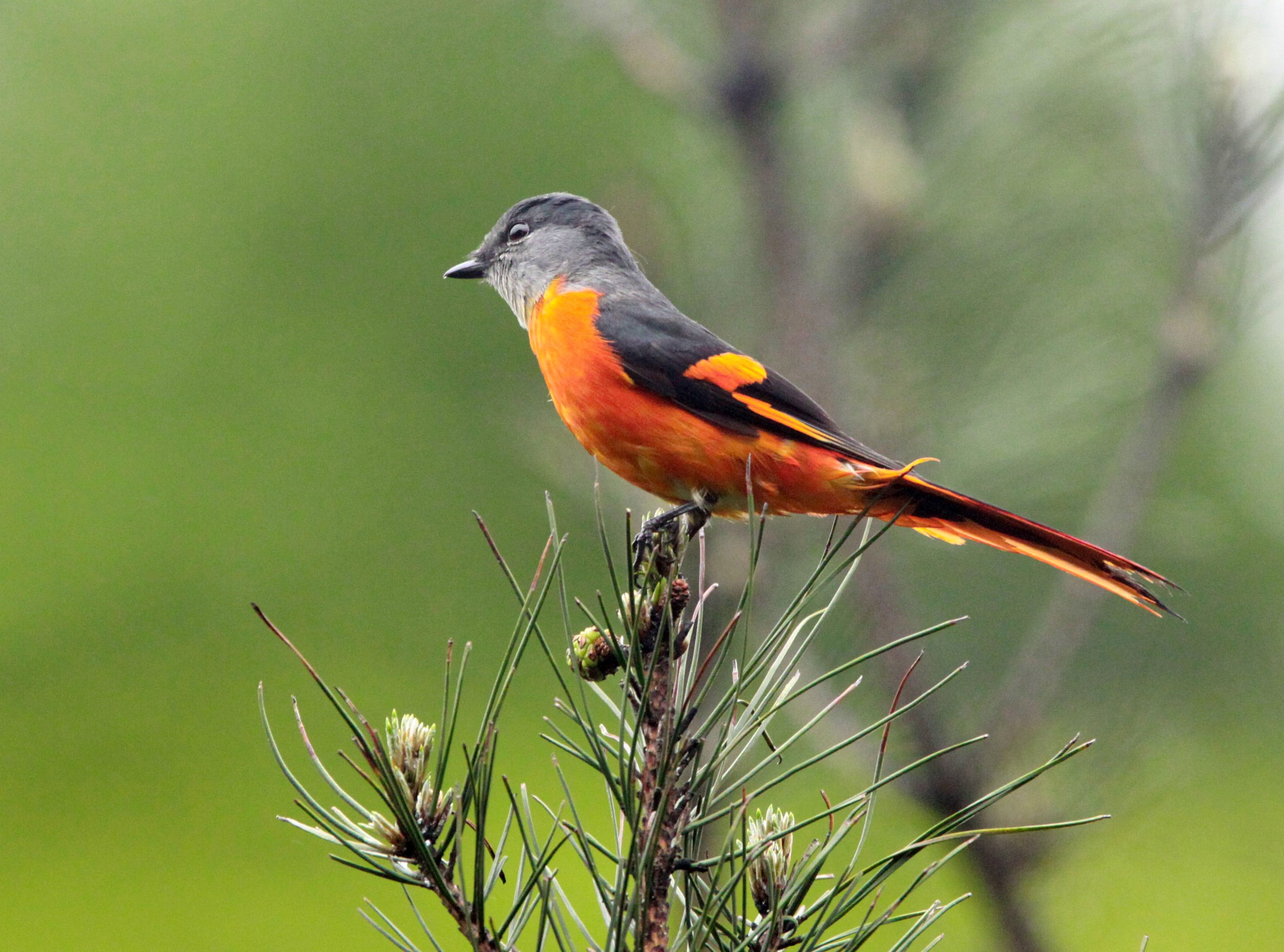 Gray-chinned Minivet (Pericrocotus solaris) Anhui Province China (7).JPG