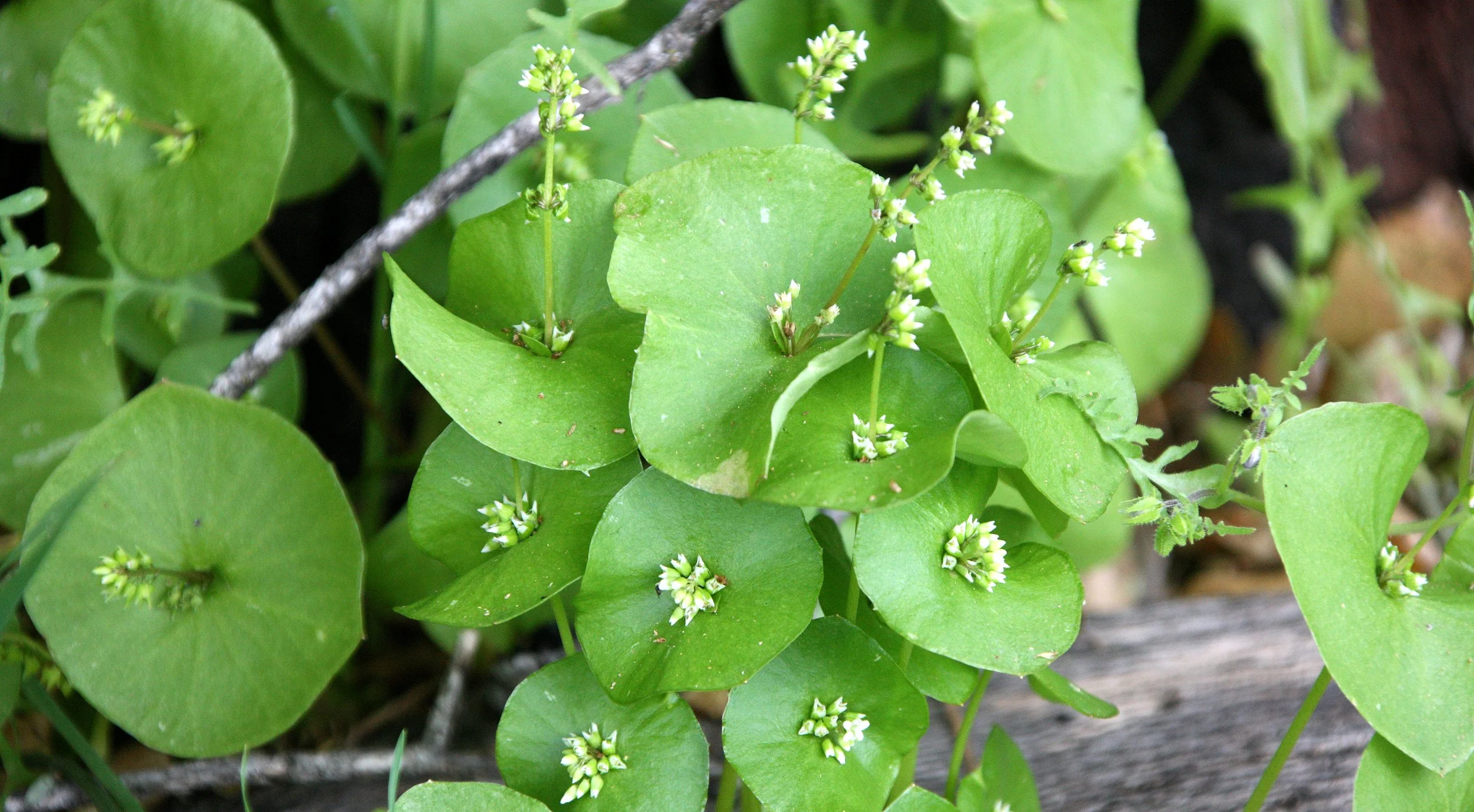 PORTULACACEAE - MINER'S LETTUCE - PINNACLES NATIONAL MONUMENT CALIFORNIA.JPG