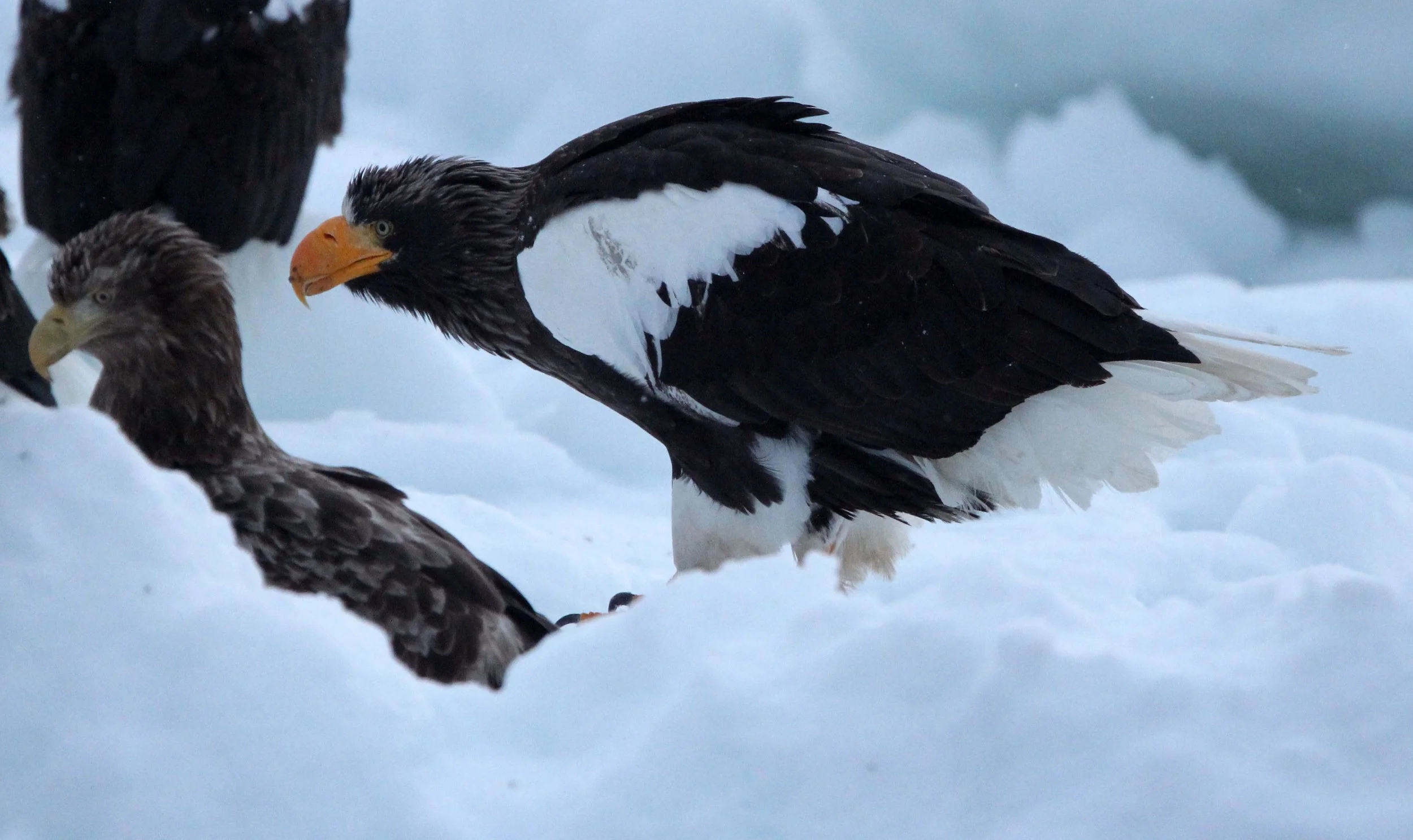 BIRD - EAGLE - STELLER'S SEA EAGLE - RAUSU, SHIRETOKO PENINSULA & NATIONAL PARK, HOKKAIDO JAPAN (25).JPG