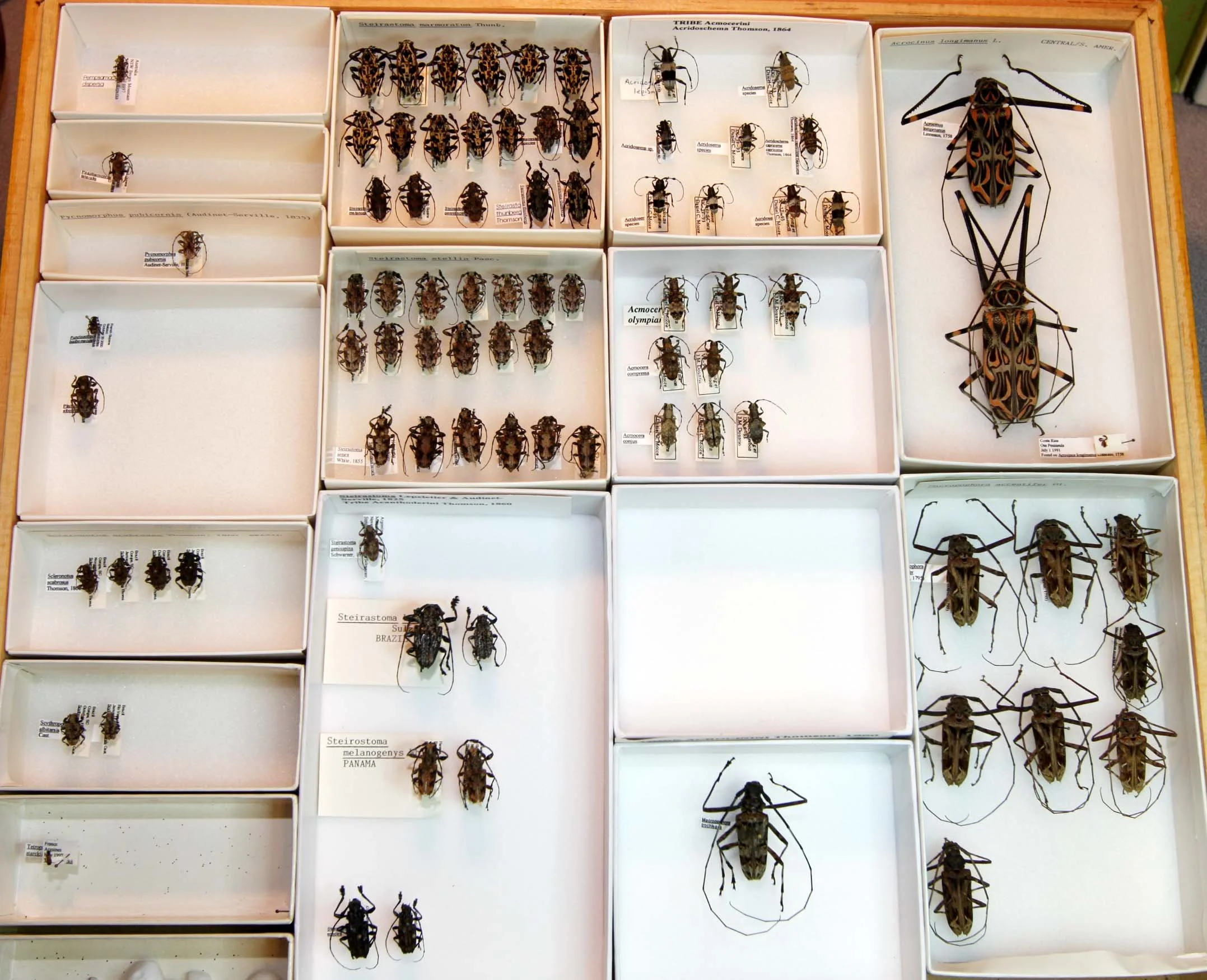 4 Lamiinae - Acanthoderini - Acrocinini.JPG