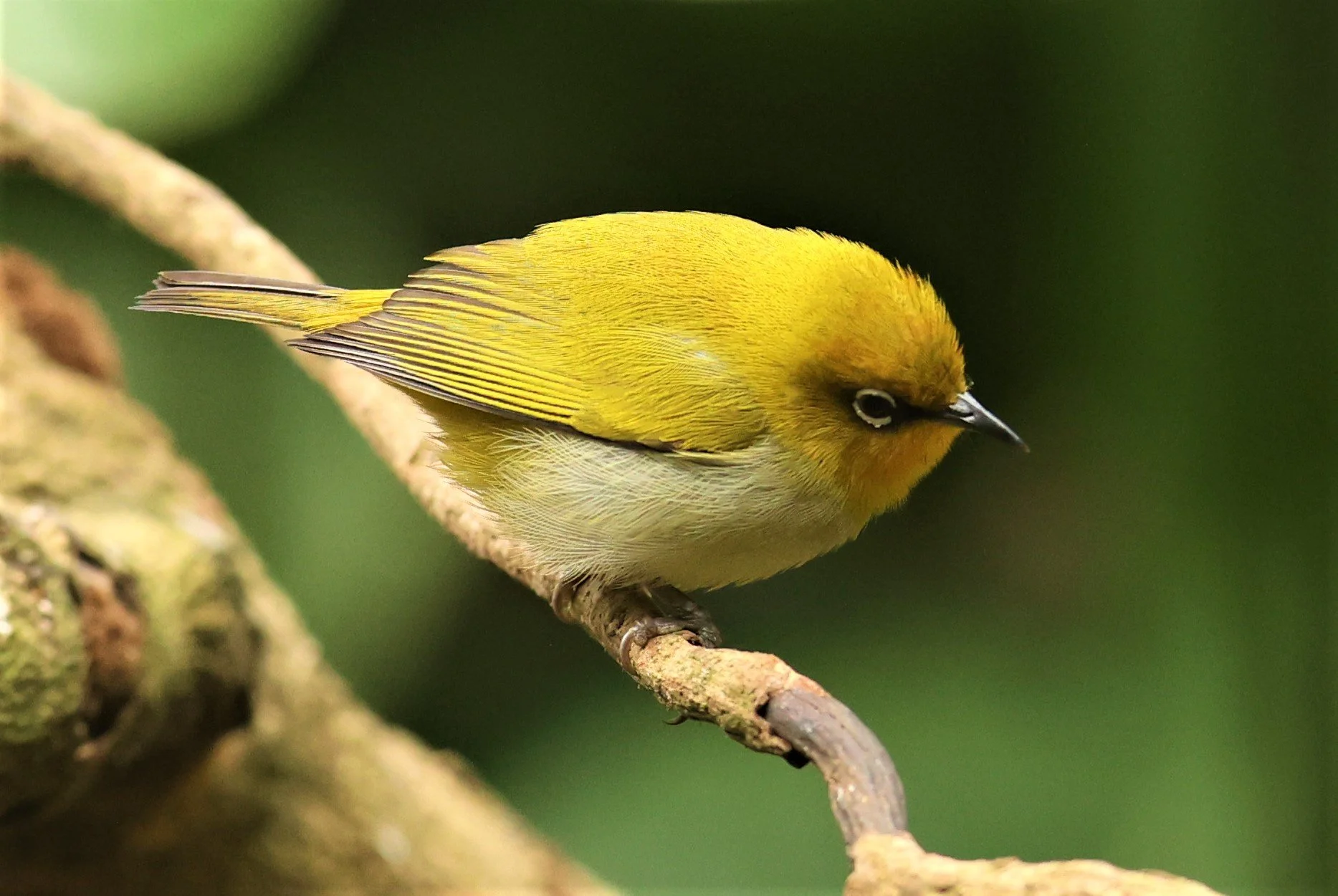 Indian White-eye (Zosterops palpebrosus) Doi Inthanon NP Chiang Mai (33).JPG