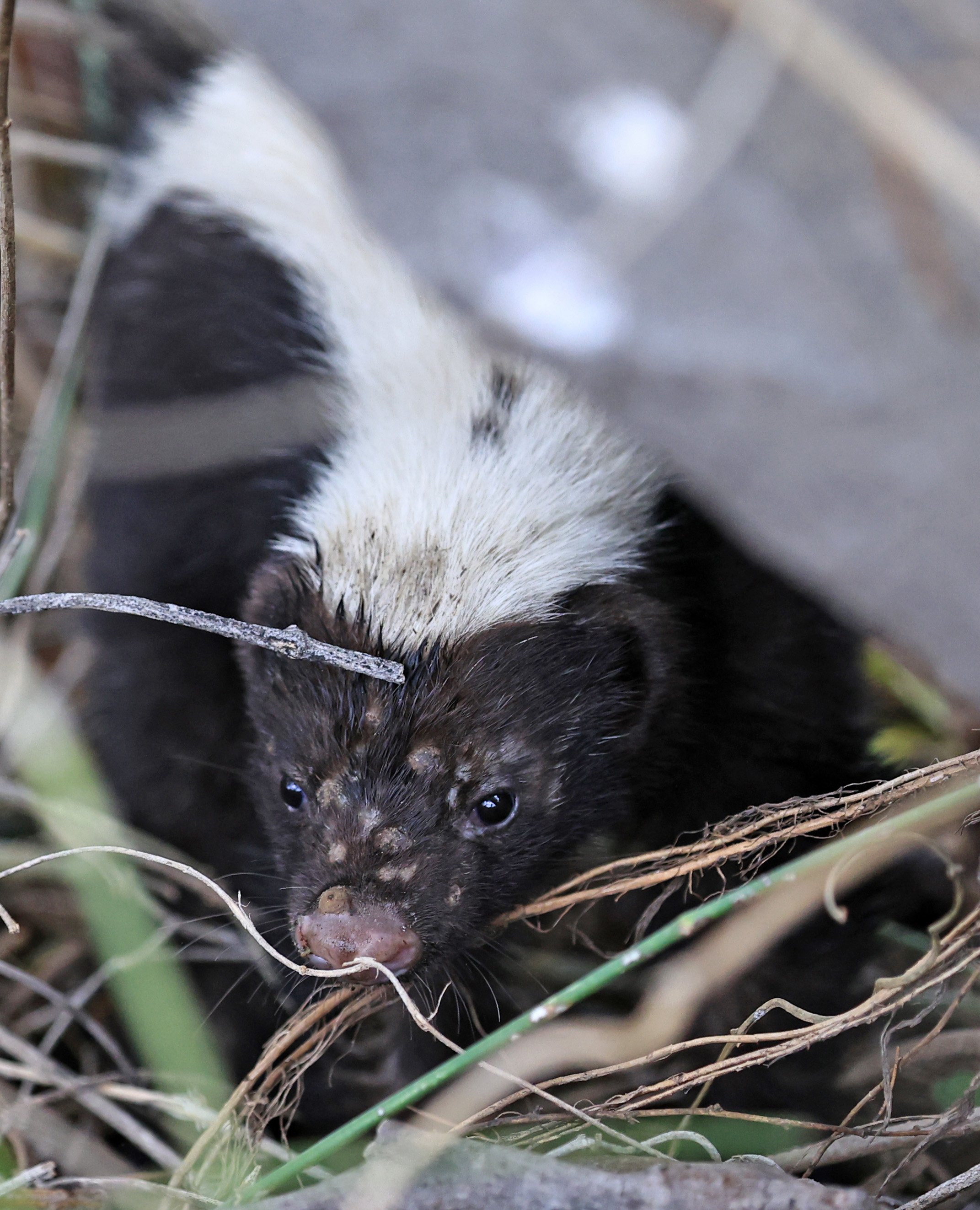 Molina's Hog-nosed Skunk (Conepatus chinga) Estancia Campo'i Paraguay  (31).jpg
