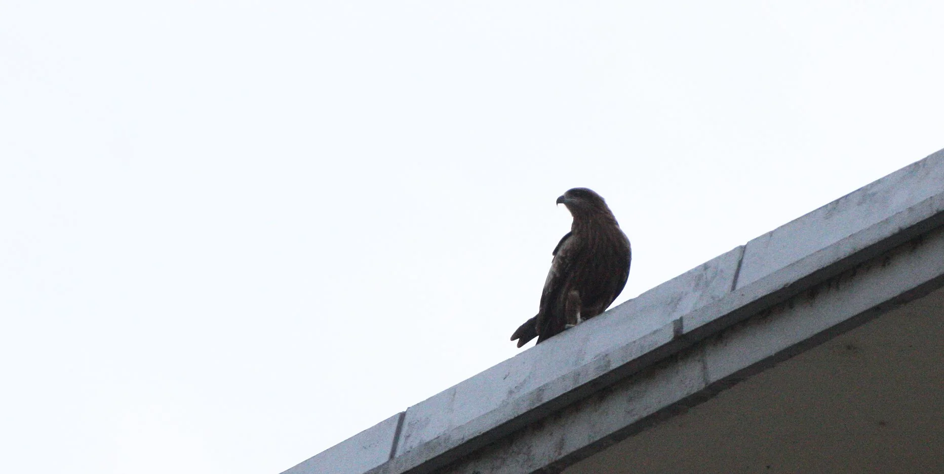 Milvus migrans lineatus - BLACK-EARED KITE - KYOTO JAPAN (2).JPG