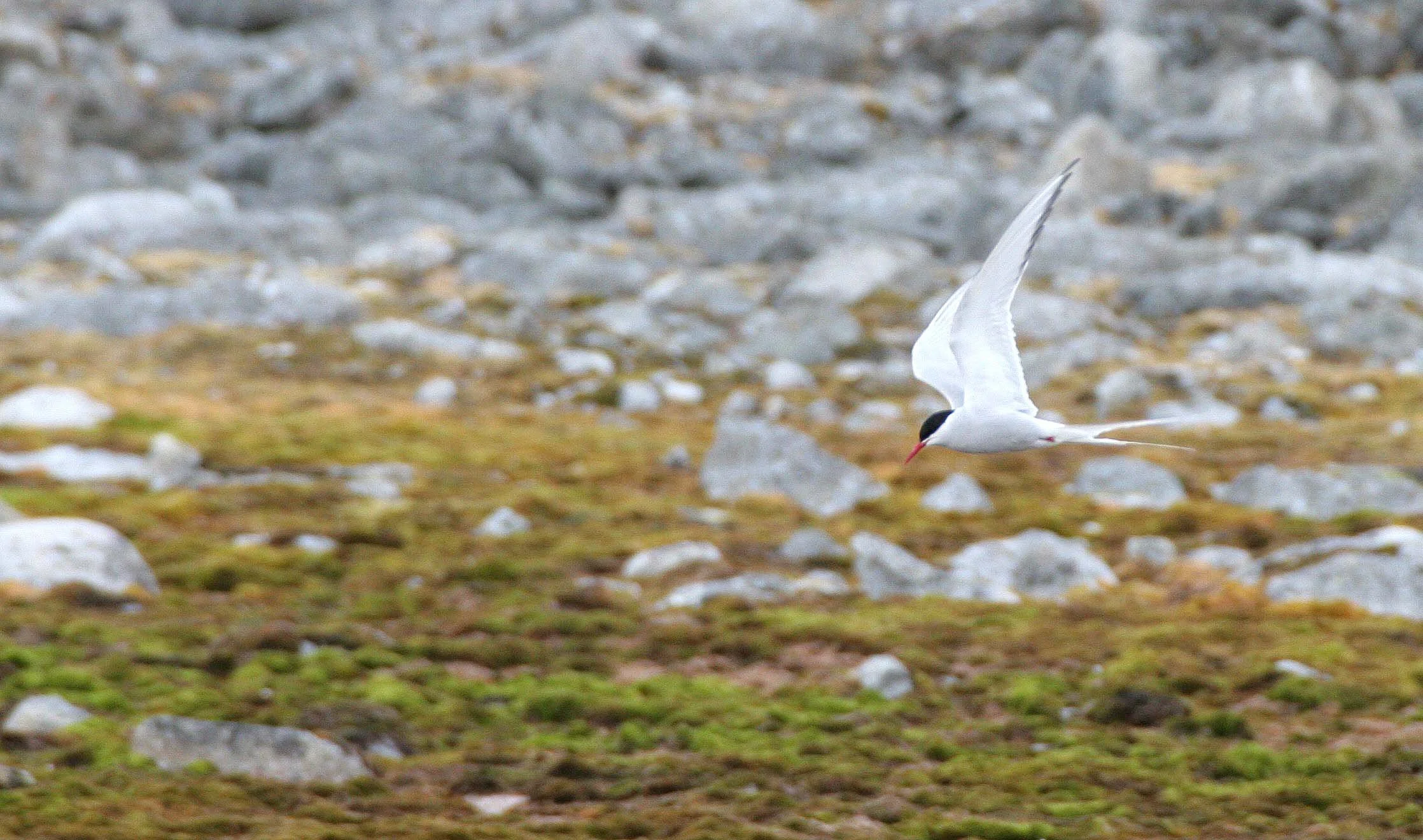 BIRD - TERN - ARCTIC TERN - SVALBARD (13).jpg