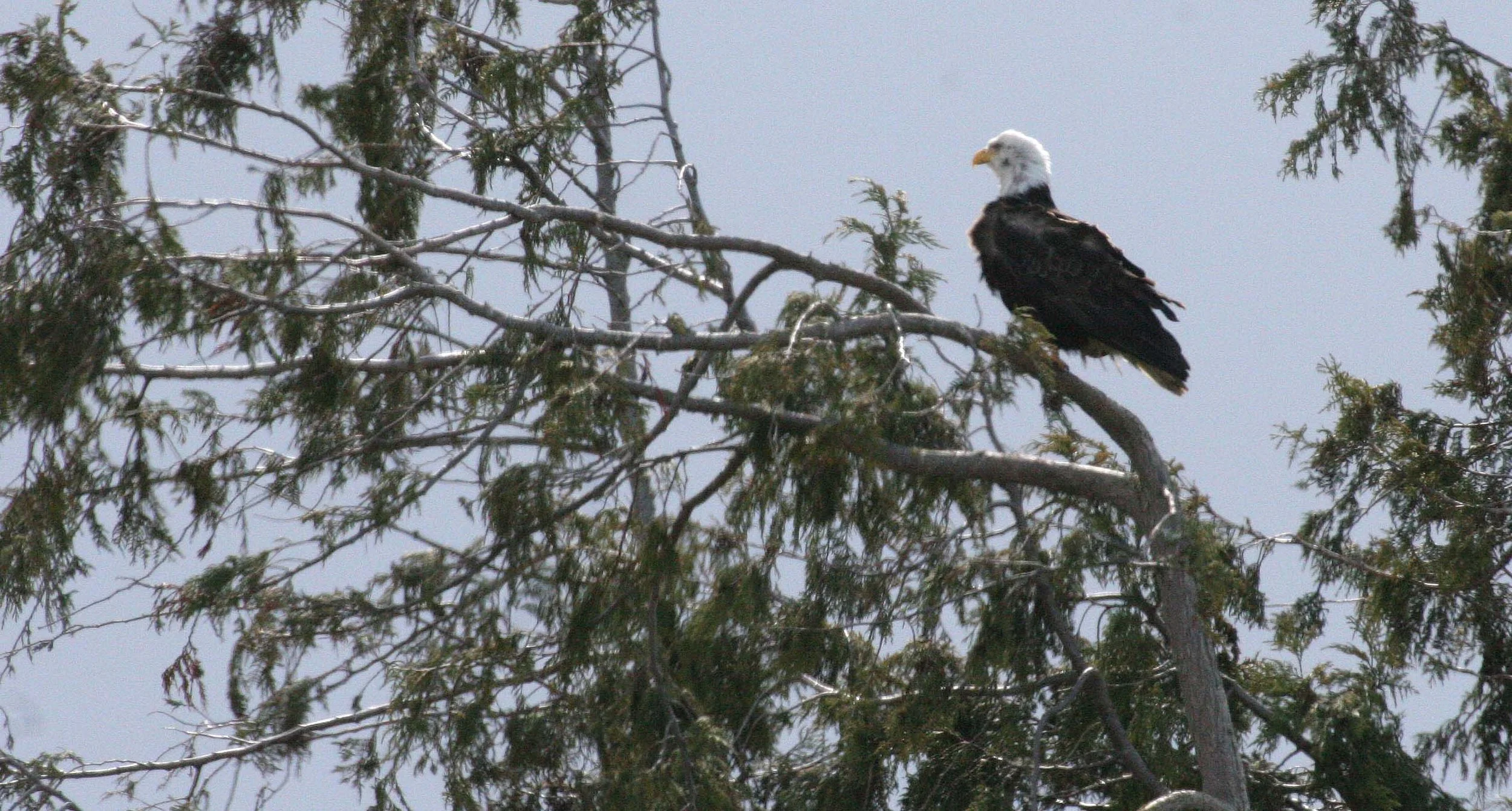 Haliaeetus leucocephalus - AMERICAN BALD EAGLE - FISHING HUMBOLT SQUID - SEQUIM BAY WA (2).JPG