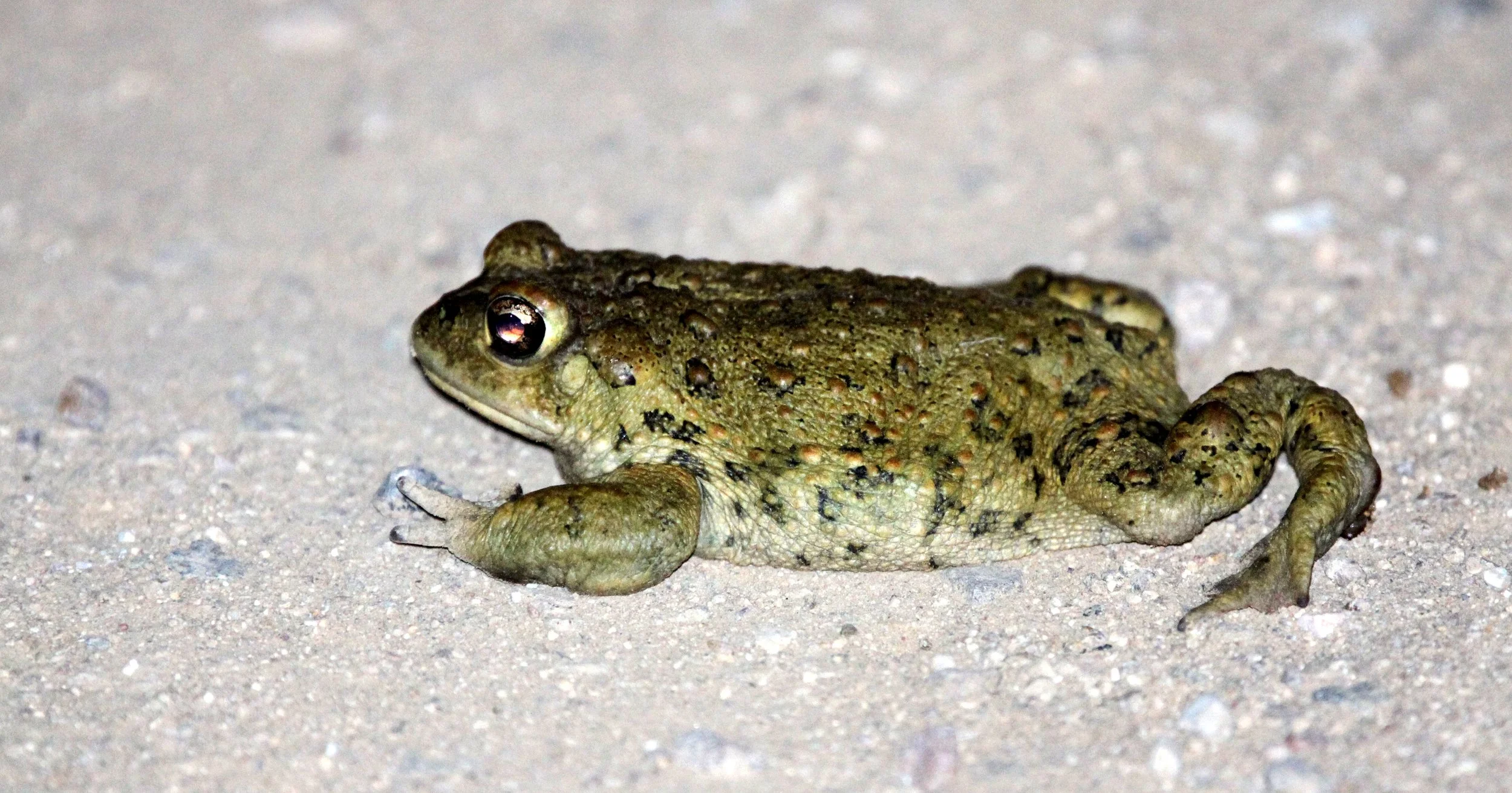 AMPHIBIAN - TOAD - CALIFORNIA TOAD SPECIES - RODENT - KANGAROO RAT - GIANT KANGAROO RAT - CARRIZO PLAIN NATIONAL MONUMENT (6).JPG