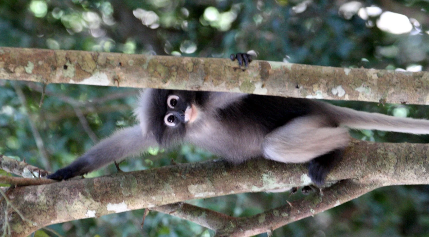 CERCOPITHECIDAE - Trachypithecus obscurus flavicauda - BLOND-TAILED (DUSKY) LANGUR - KAENG KRACHAN NAT'L PARK (12).JPG