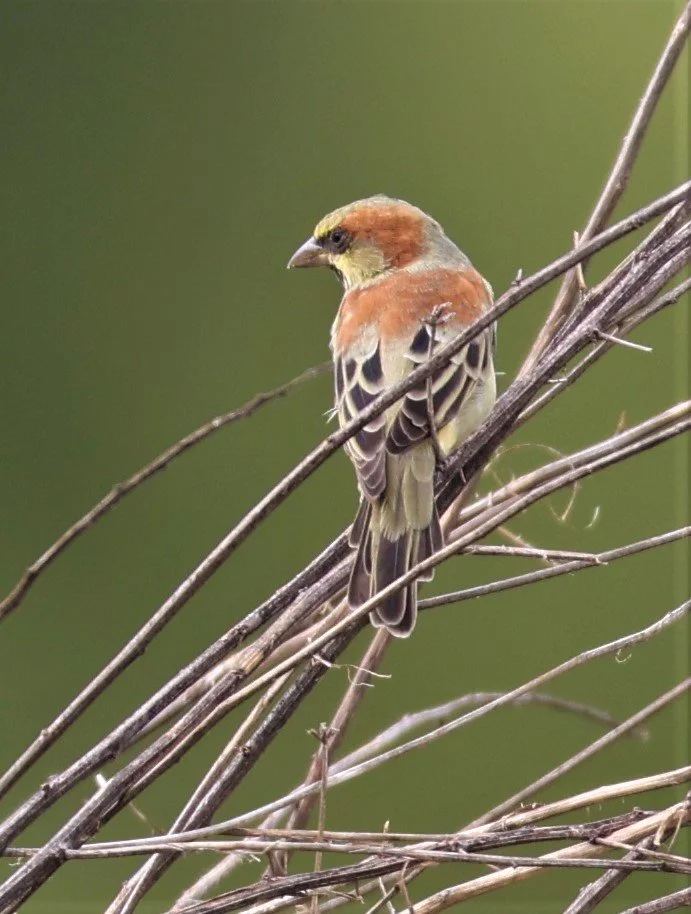 Plain-backed Sparrow (Passer flaveolus) Khlong Tamru Thailand (14).jpg