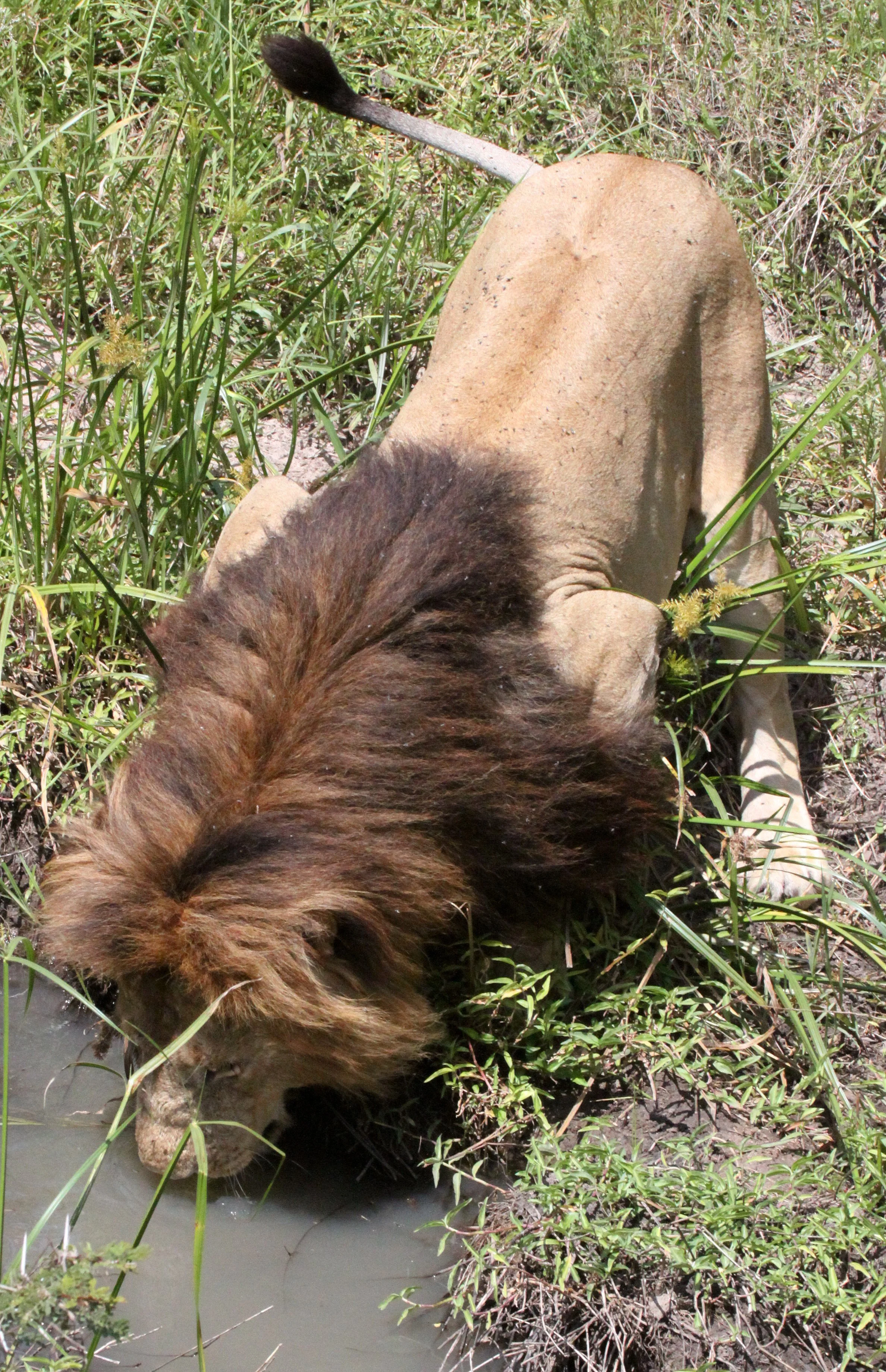 Panthera leo melanochaita - AFRICAN  LION - MASAI MARA NATIONAL PARK KENYA (281).JPG