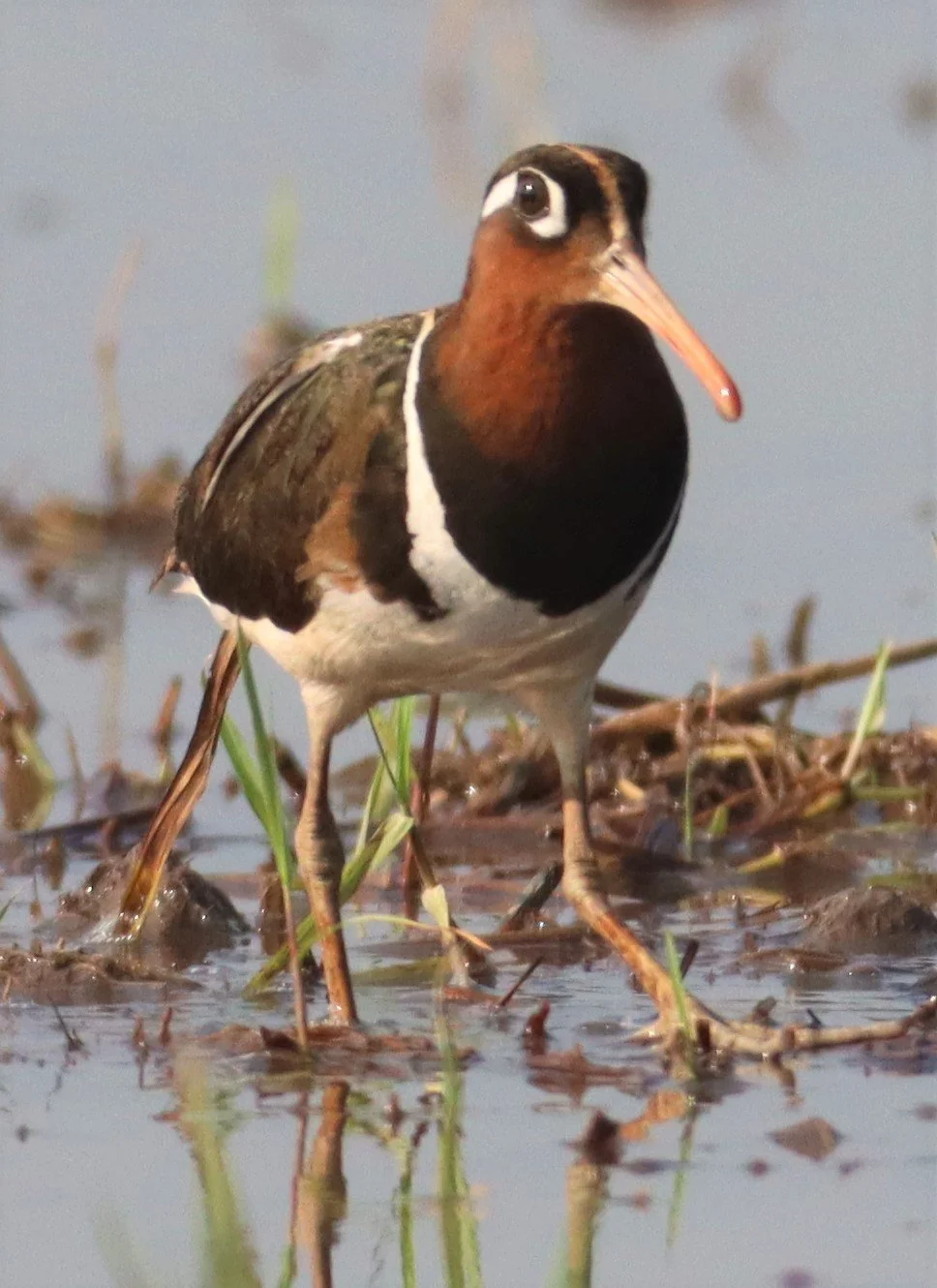 SNIPE - GREATER PAINTED SNIPE - Rostratula benghalensis - PATHUM THANI RICE RESEARCH CENTER MAY 13 2021 (119).jpg