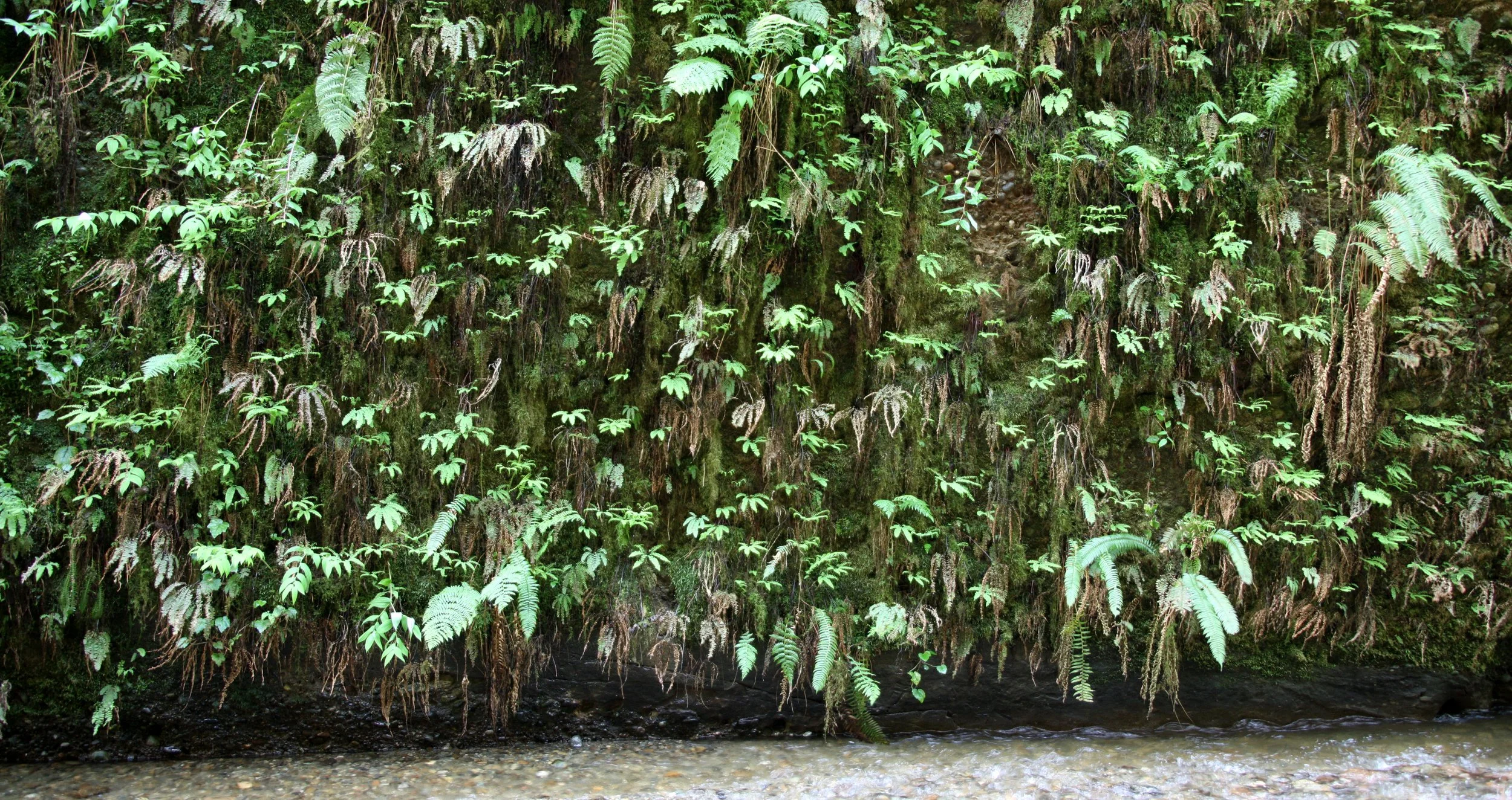 PRAIRIE CREEK STATE PARK CALIFORNIA - FERN CANYON (15).JPG