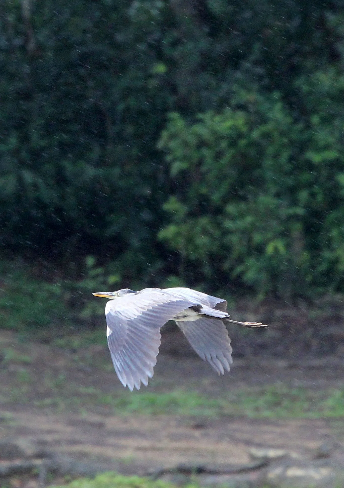 HERON - GREY HERON - Ardea cinerea - DZANGA BAI - DZANGA NDOKI NATIONAL PARK CENTRAL AFRICAN REPUBLIC (13).JPG
