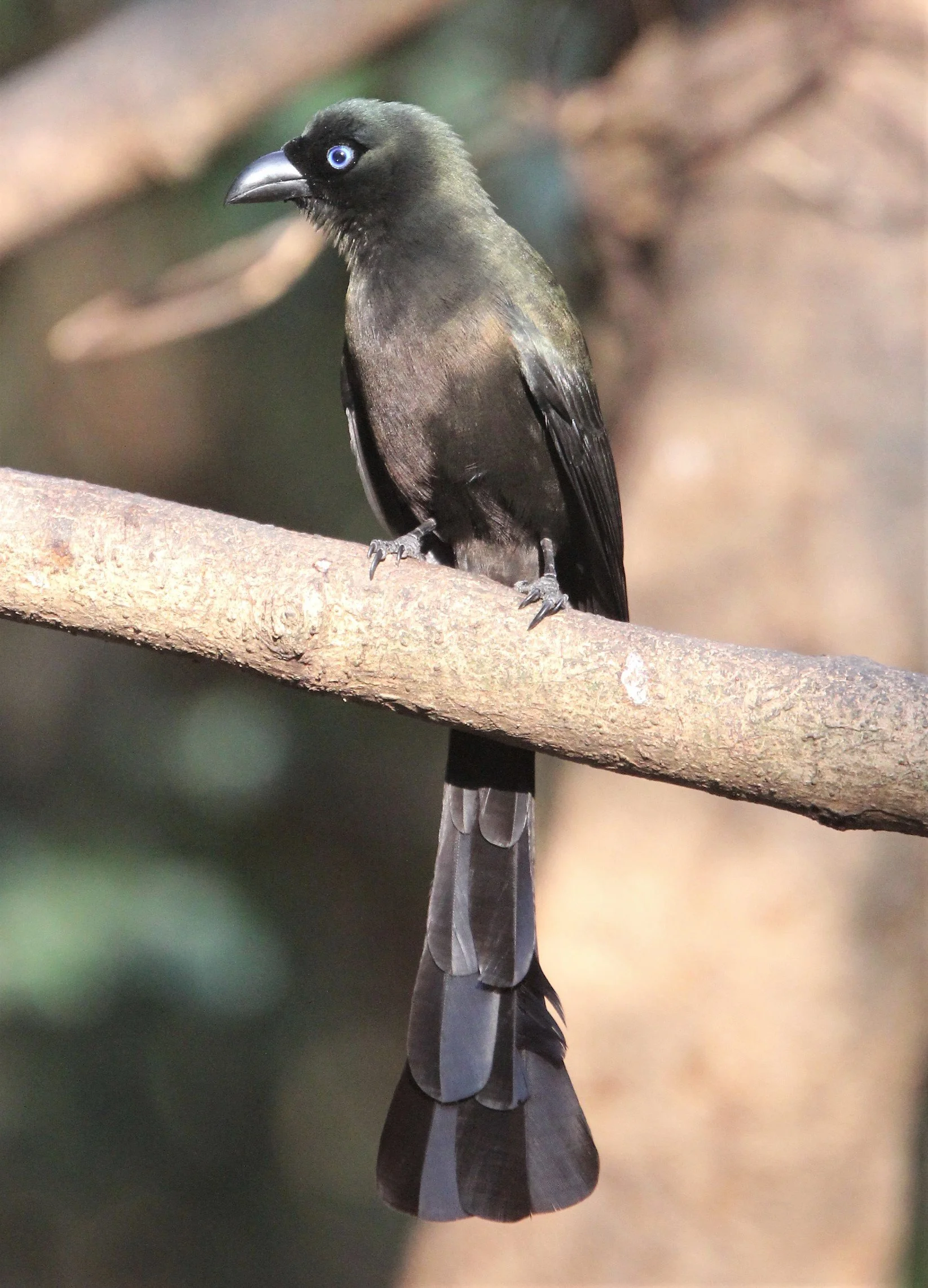 TREEPIE - RACKET-TAILED TREEPIE -Crypsirina temia - KAENG KRACHAN (3).jpg