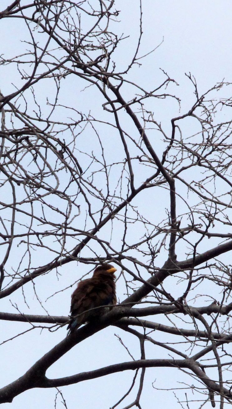 Broad-billed Roller (Eurytomus glaucurus) Lake Langano Ethiopia (1).JPG