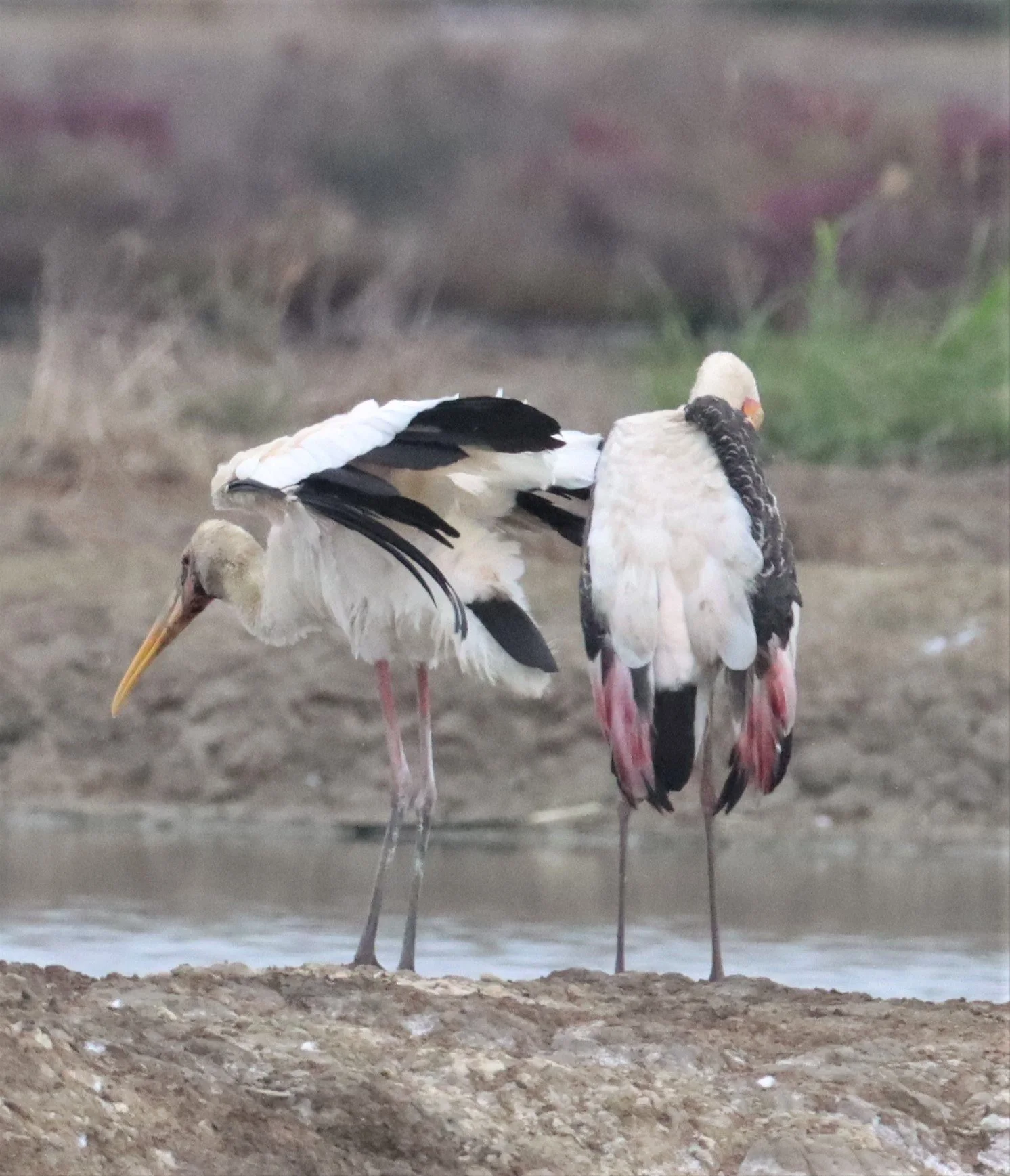 STORK - MILKY STORK - Mycteria cinerea - WITH PAINTED STORK - KHLONG TAMRU CHONBURI (10).jpg