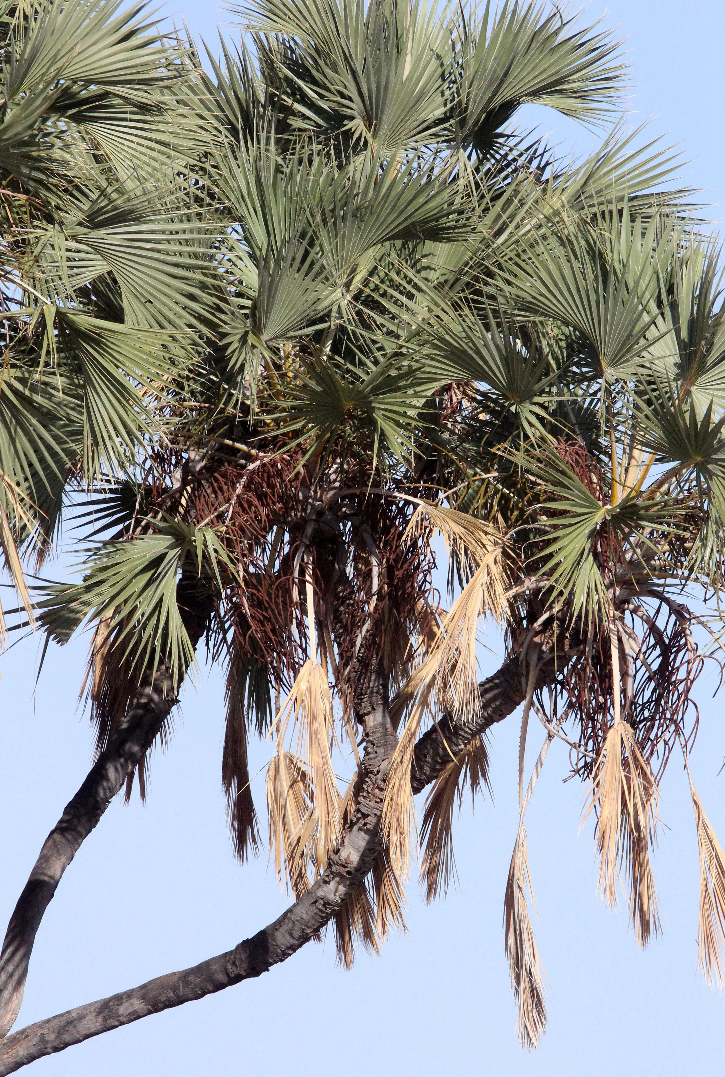 SAMBURU NATIONAL PARK KENYA (97).JPG