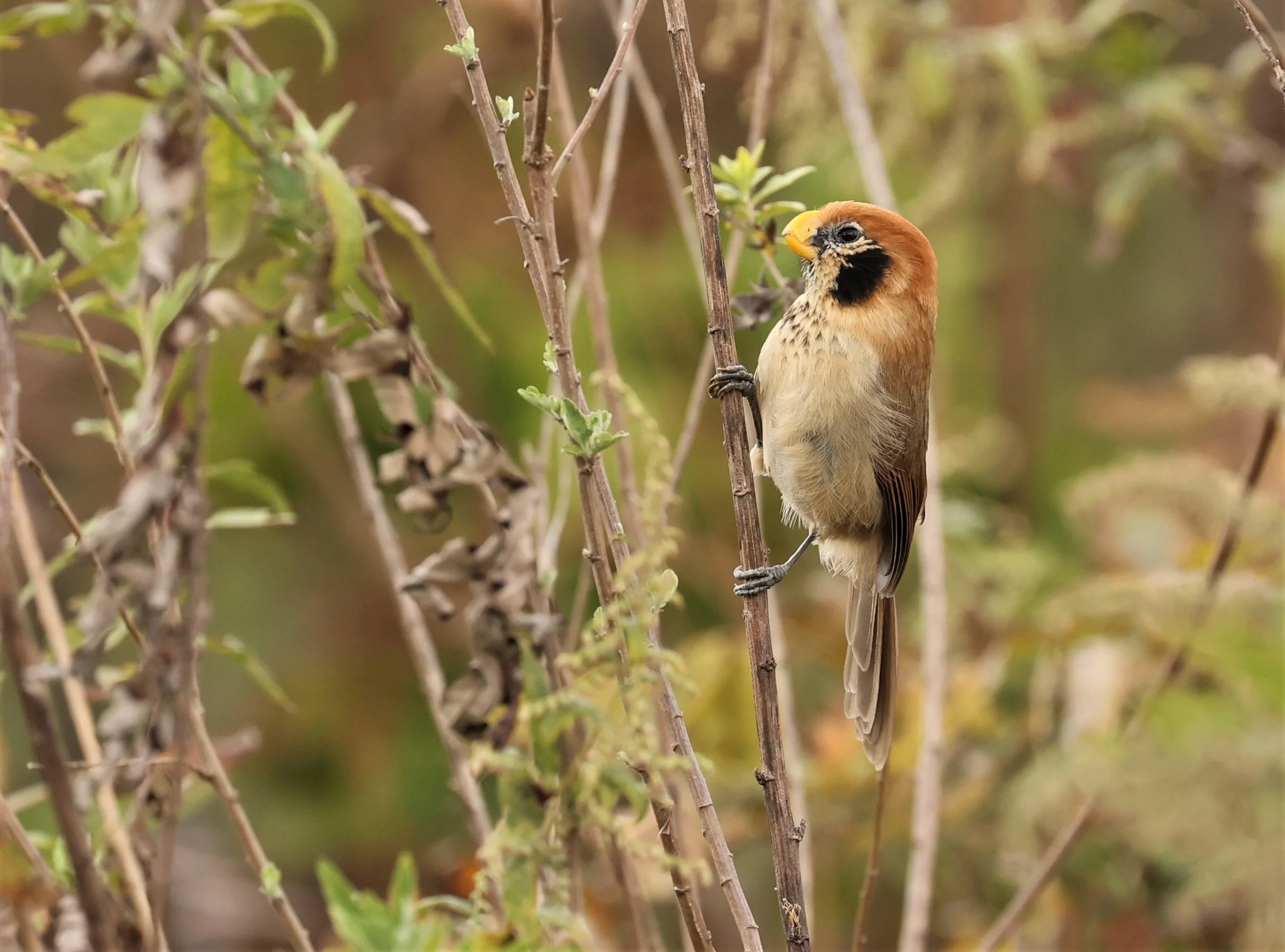 PARROTBILL - SPOT-BREASTED PARROTBILL - Paradoxornis guttaticollis - DOI LANG WEST, DOI PHA HOM POK NP, CHIANG MAI DEC 2021 (74).jpg