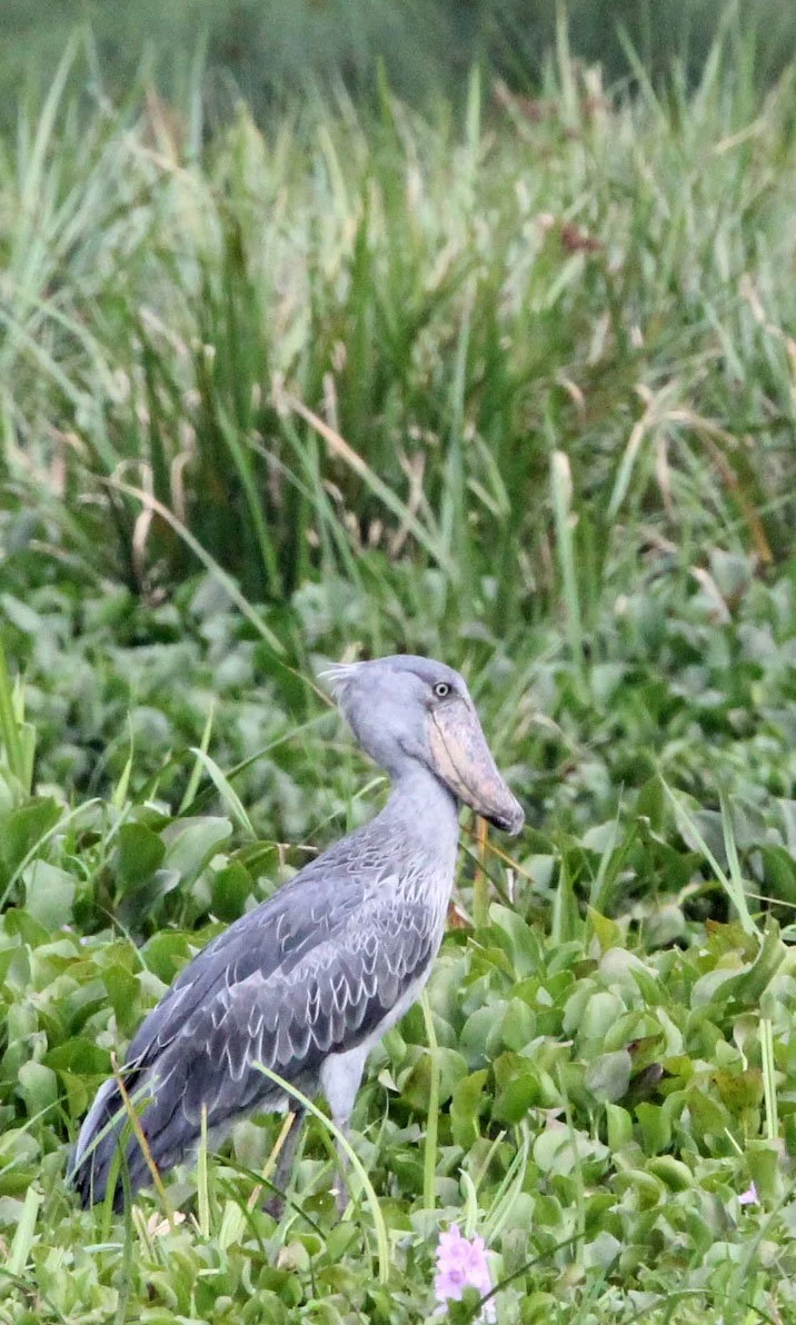 BIRD - STORK - SHOEBILL STORK - MURCHISON FALLS NATIONAL PARK UGANDA (25).JPG