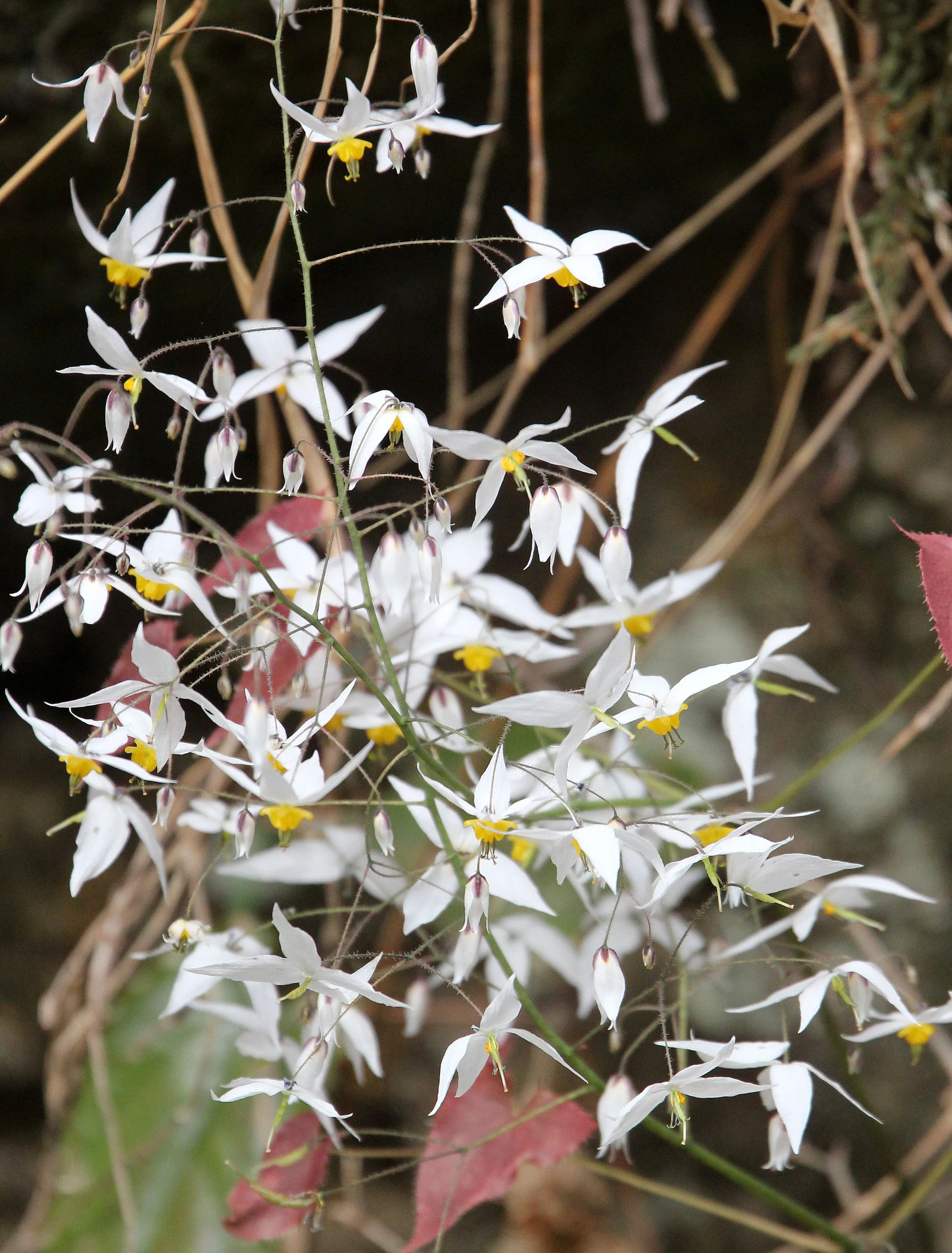 TANGJIAHE NATURE RESERVE, SICHUAN CHINA (64).JPG