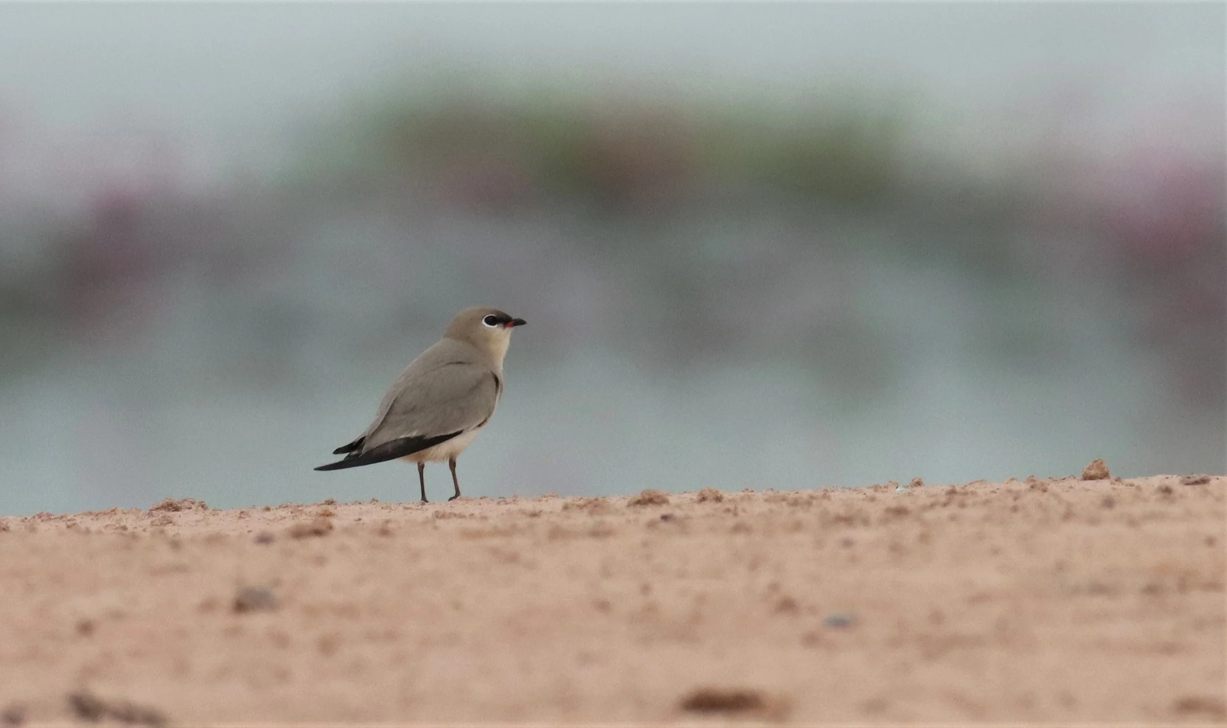 PRATINCOLE - SMALL PRATINCOLE - Glareola lactea - KABIN BURI WETLANDS 15KM OUT ON 304 (6).jpg