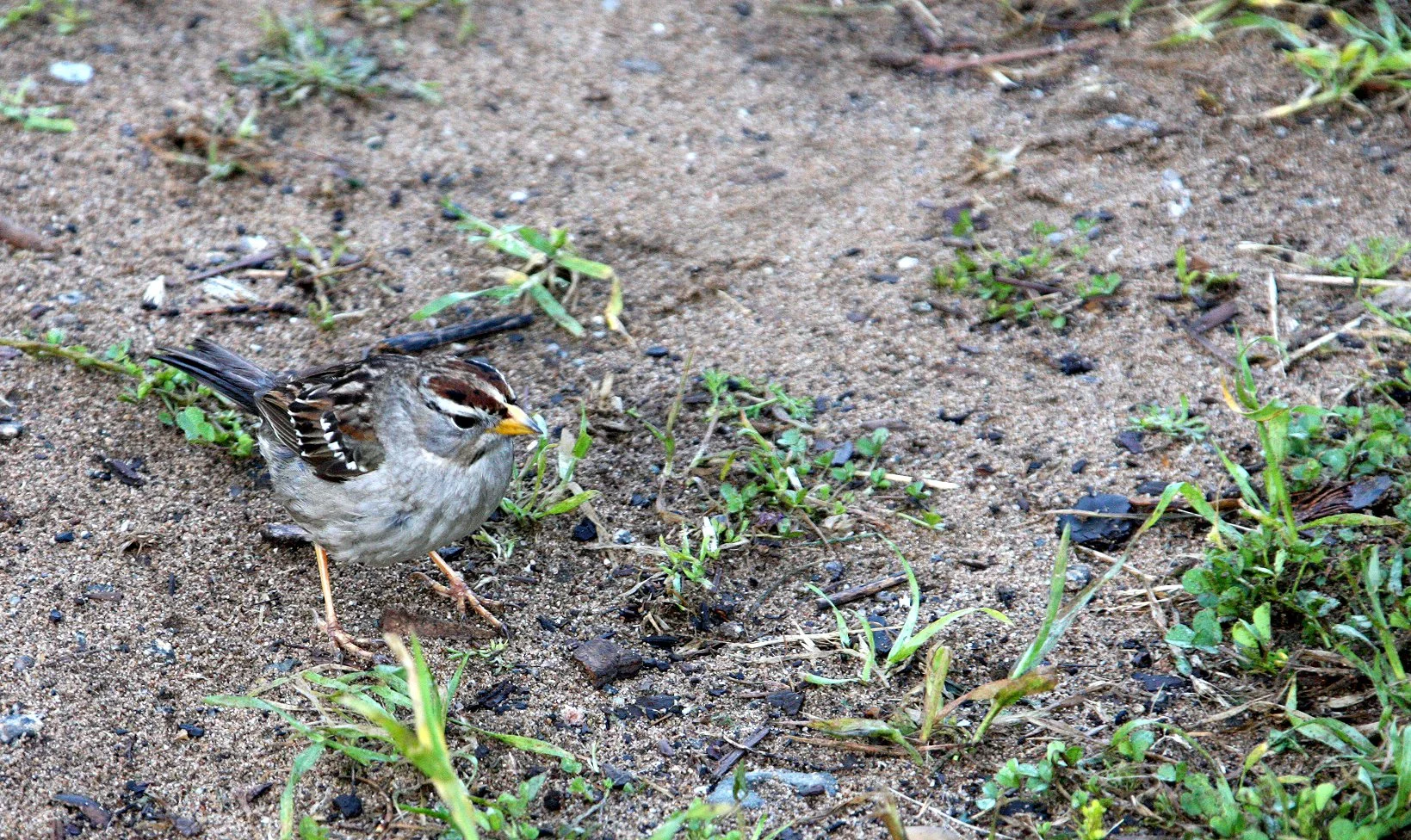 BIRD - SPARROW - WHITE-CROWNED SPARROW - SUNSET BEACH STATE BEACH CALIFORNIA.JPG