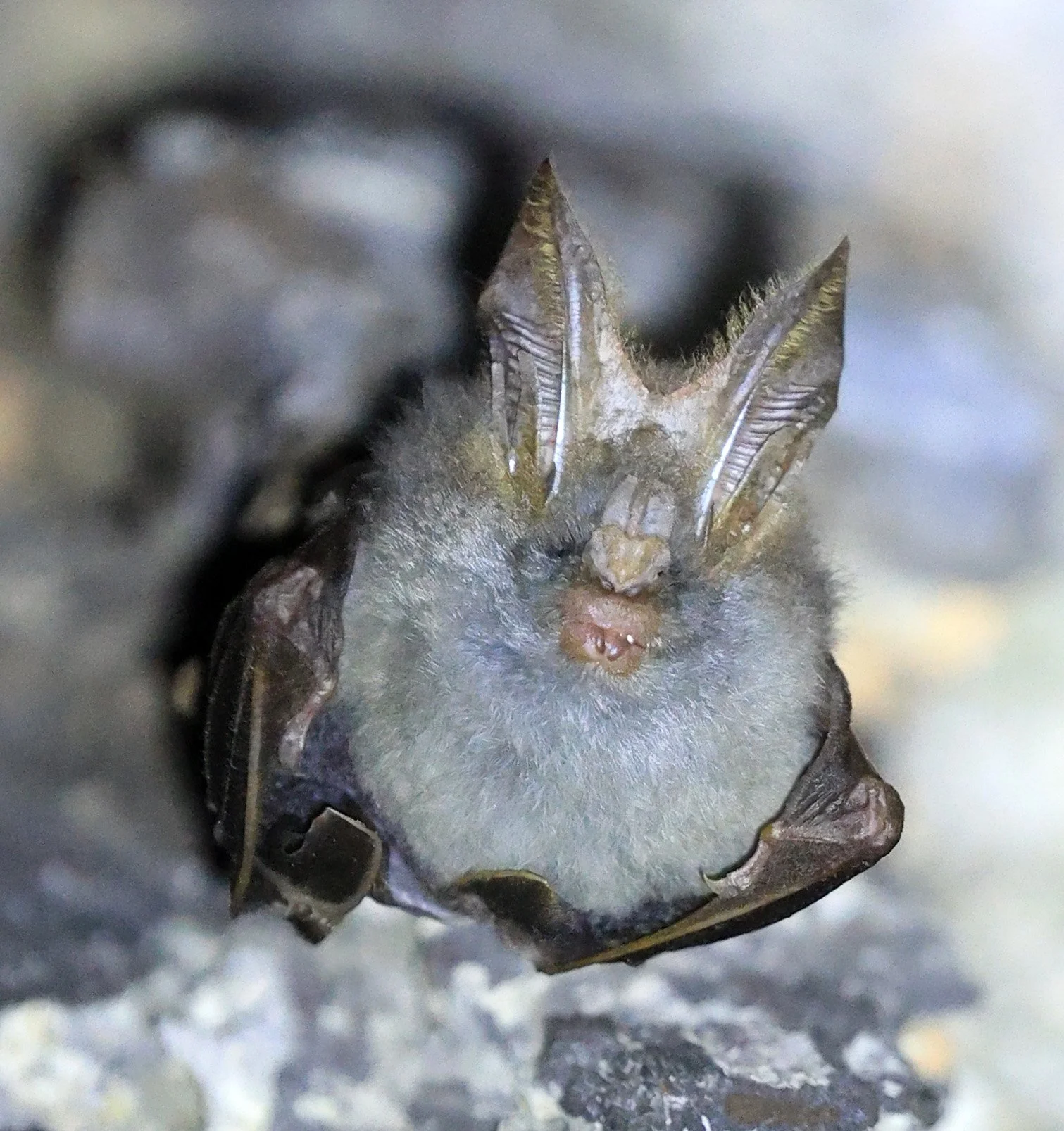 Lesser false vampire bat (Megaderma spasma) Khao Yai National Park Feb 2026 Day 3 (22).jpg