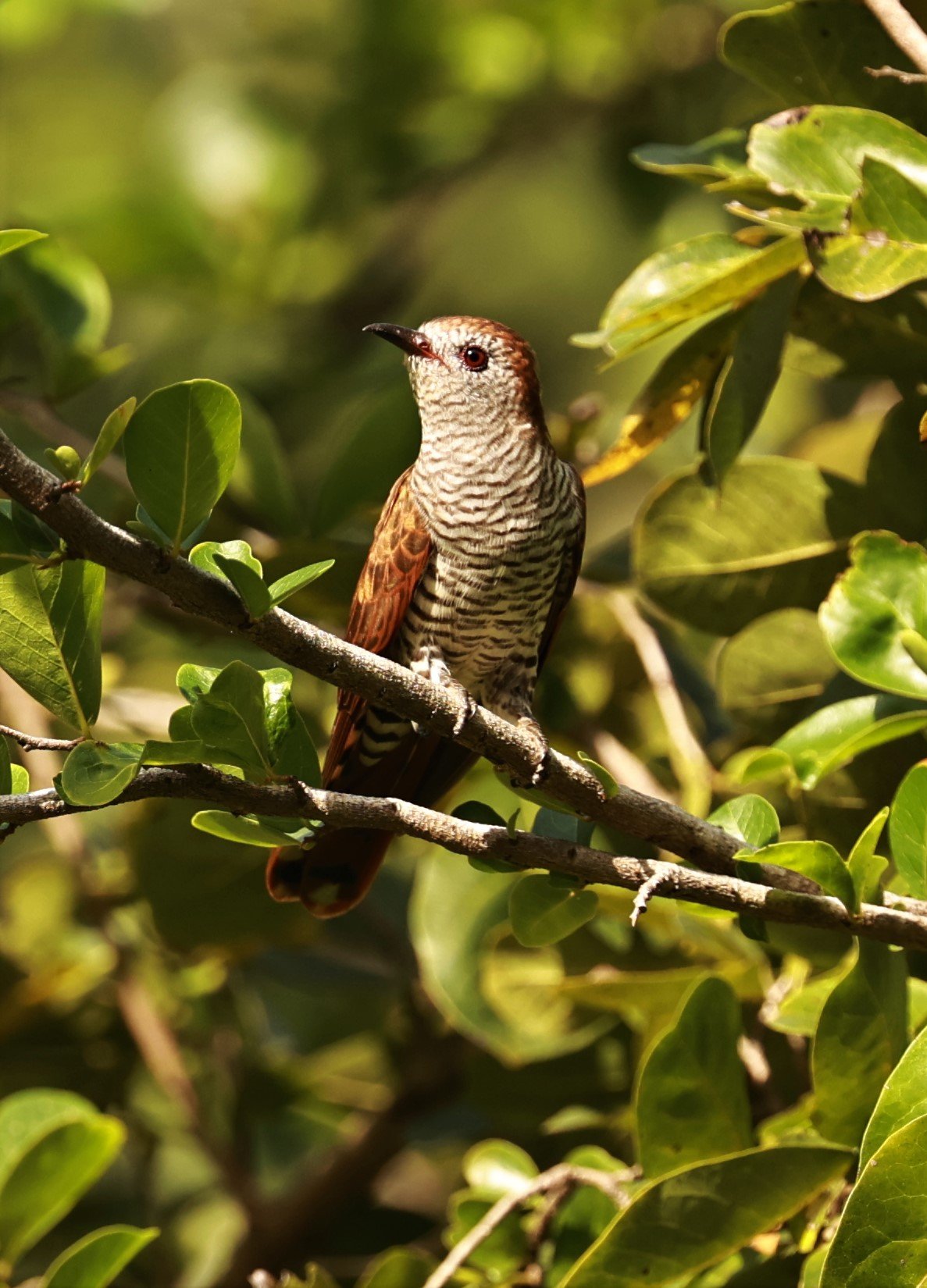 Violet Cuckoo (Chrysococcyx xanthorhynchus) Rama IX Park Bangkok (41).jpg