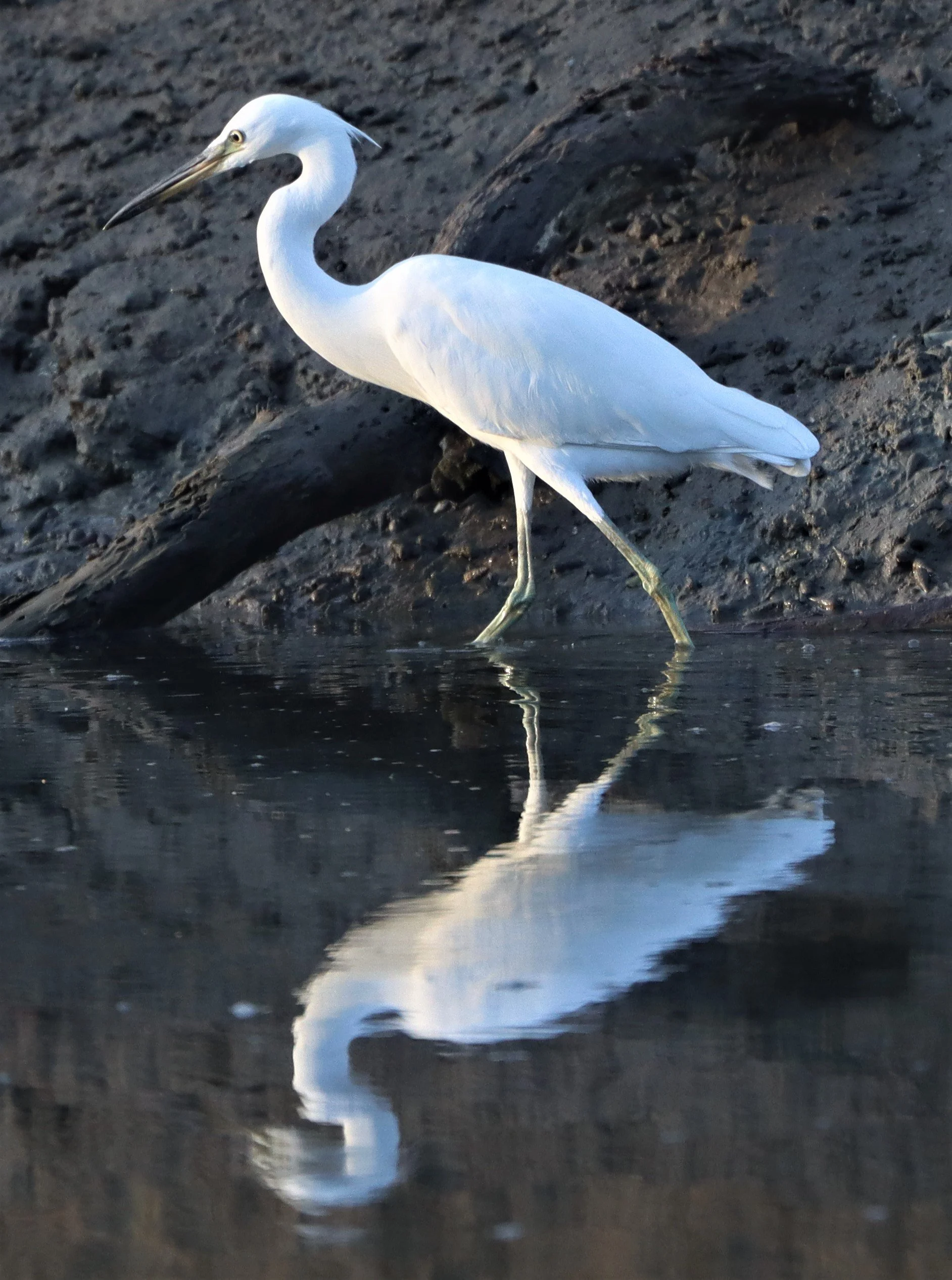 EGRET - CHINESE EGRET - Egretta eulophotes - LAEM PAK BIA PETBURI (61).jpg