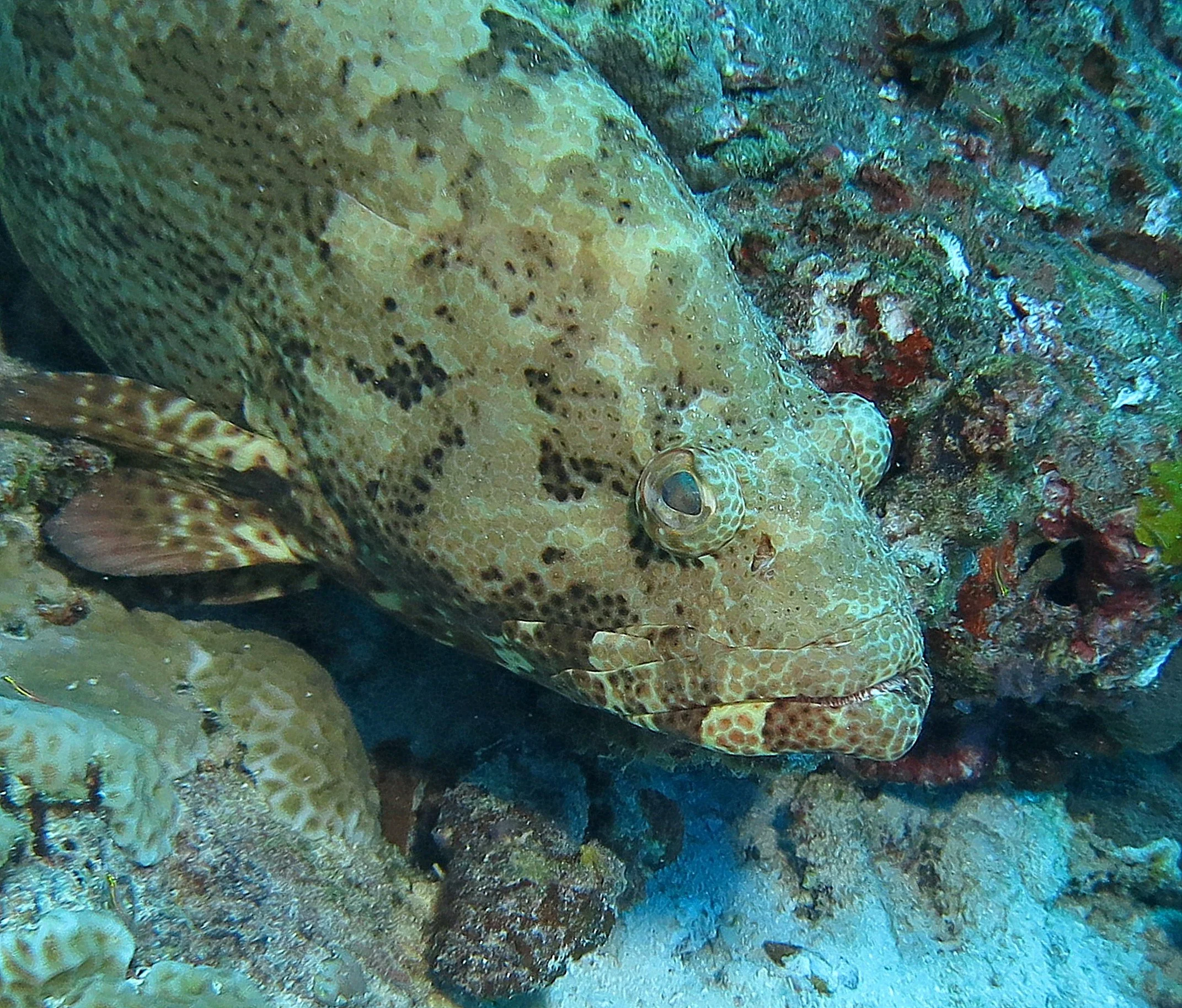 Serranidae - Epinephelus malabaricus - Malabar Grouper - Similans Thailand