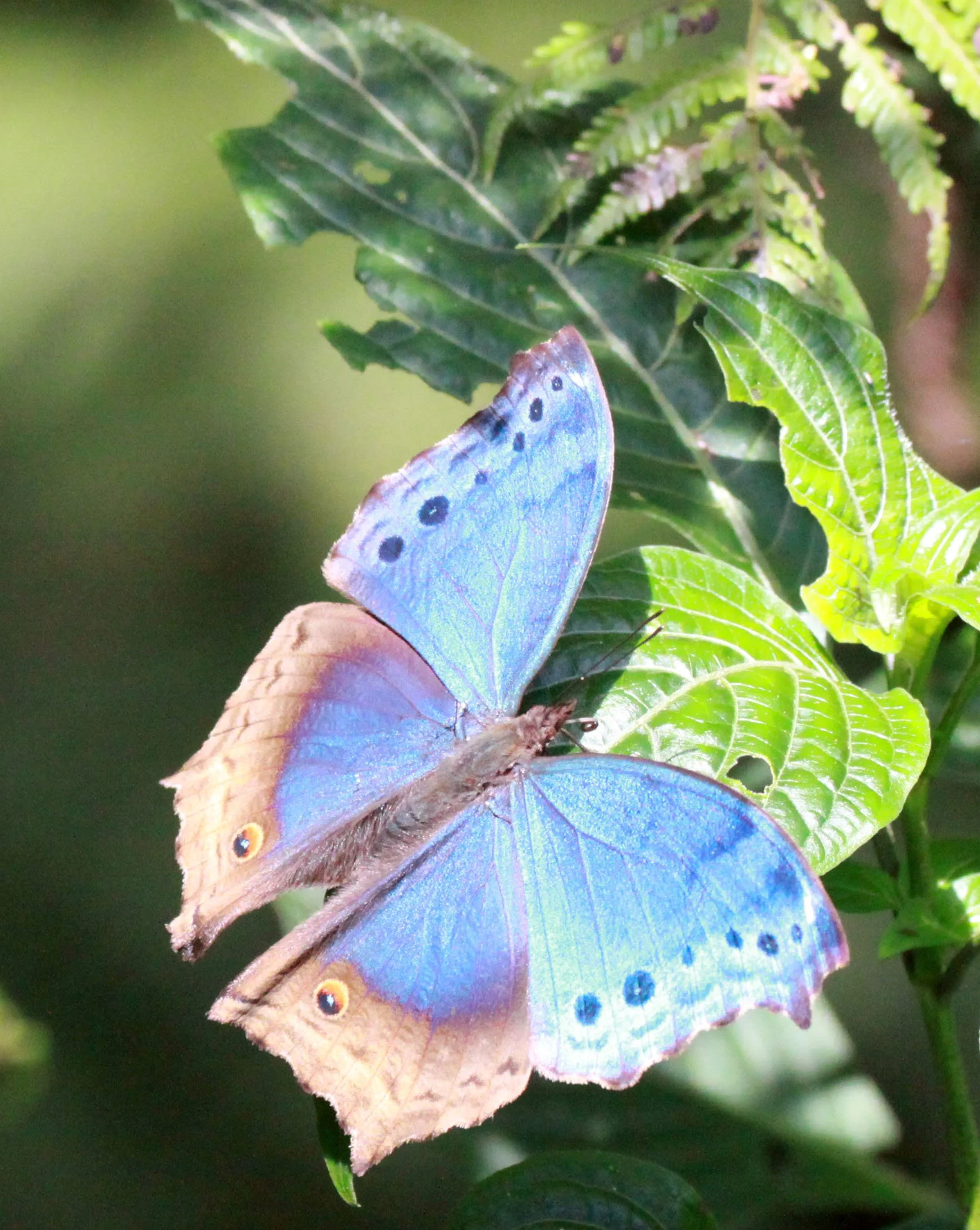 Nymphalidae - Mother of Pearl Buttlerfly Protogoniomorpha temora) Nyungwe, Rwanda