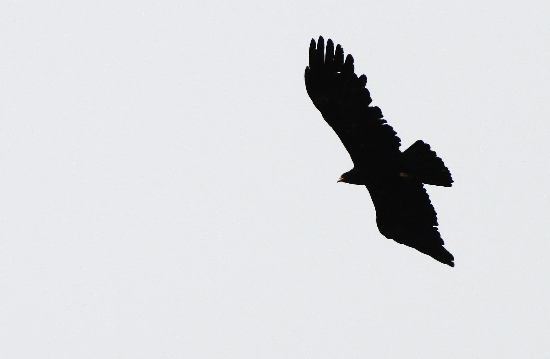Ictinaetus malaiensis - BLACK EAGLE - KAENG KRACHAN THAILAND (6).JPG