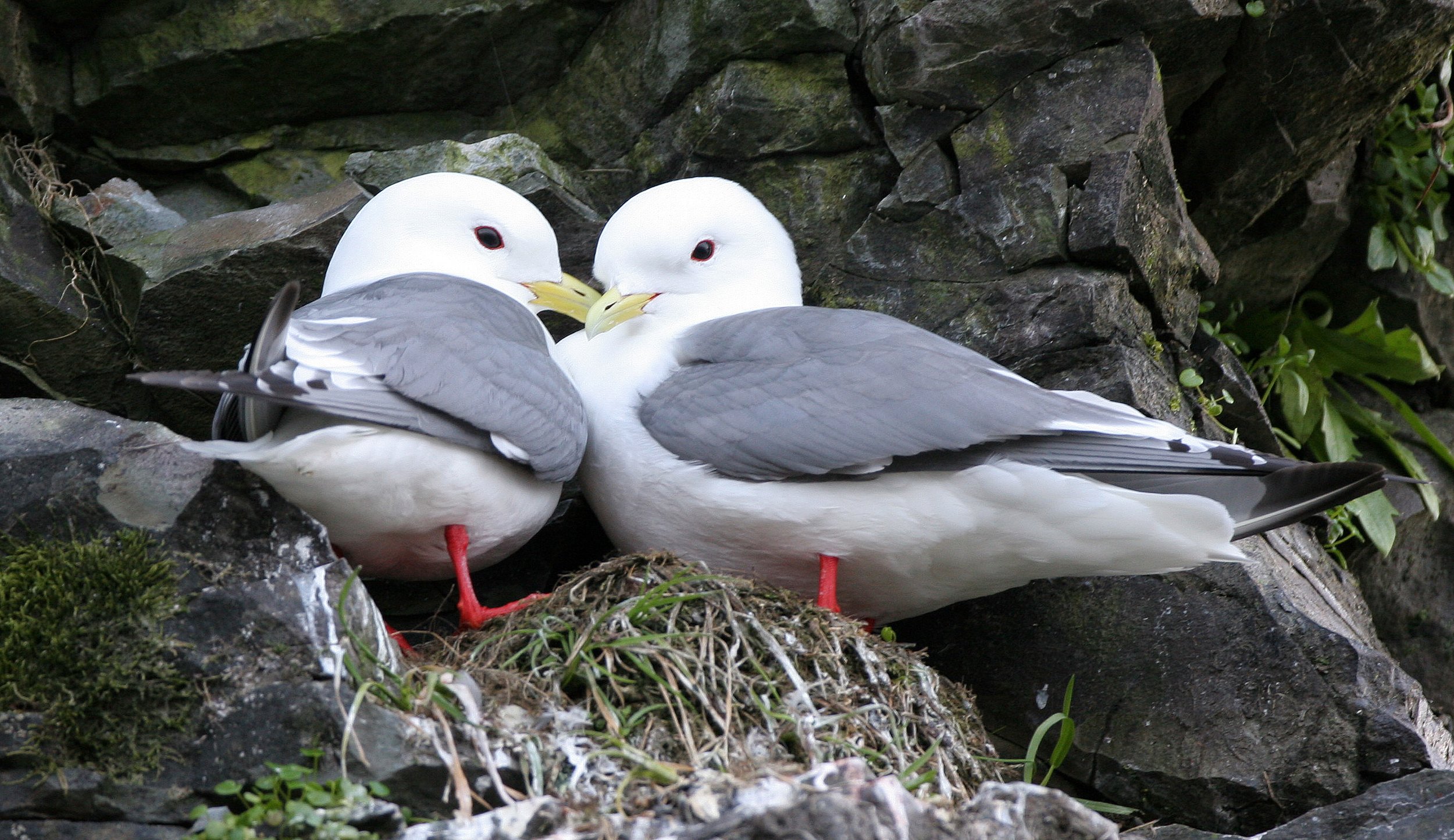BIRD - KITTIWAKE - RED-LEGGED - COMMANDERS (6).jpg