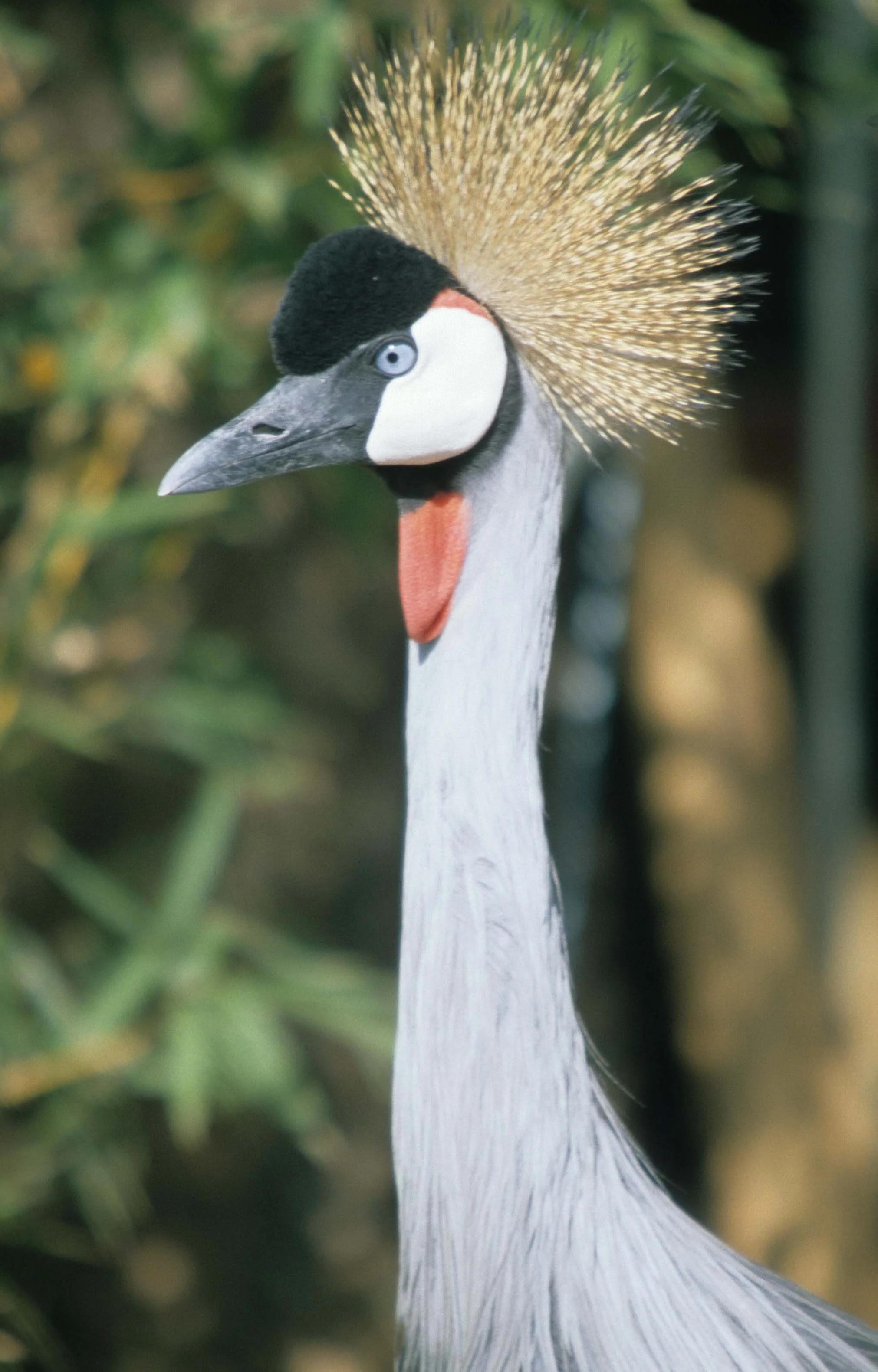 BIRDS - CRANE - CROWNED -SOUTHERN-KRUGER A.jpg