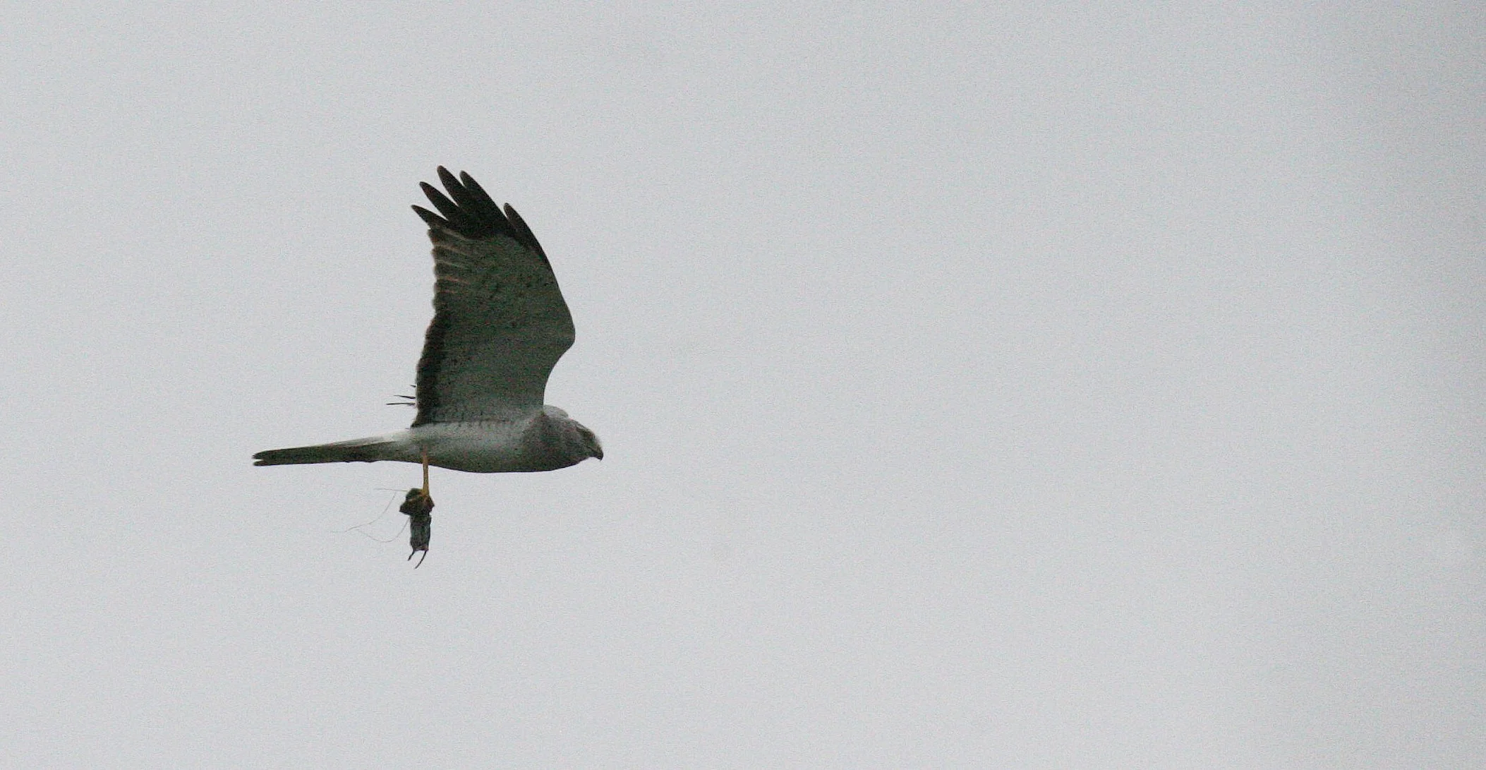 Circus hudsonius - NORTHERN HARRIER - JAMESTOWN WASHINGTON (7).JPG