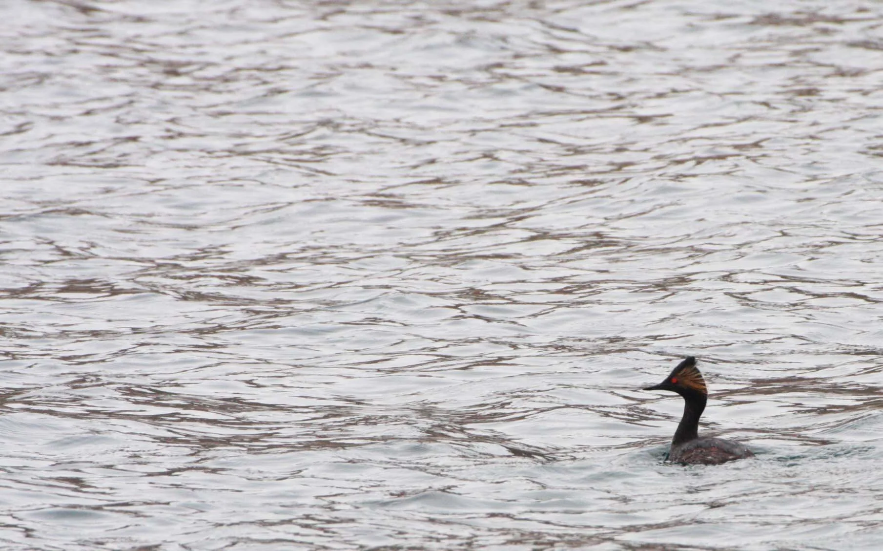 Eared Grebe (Podiceps nigricollis) Bahia de Loreto Isla Montserrat Baja Mexico (12).JPG