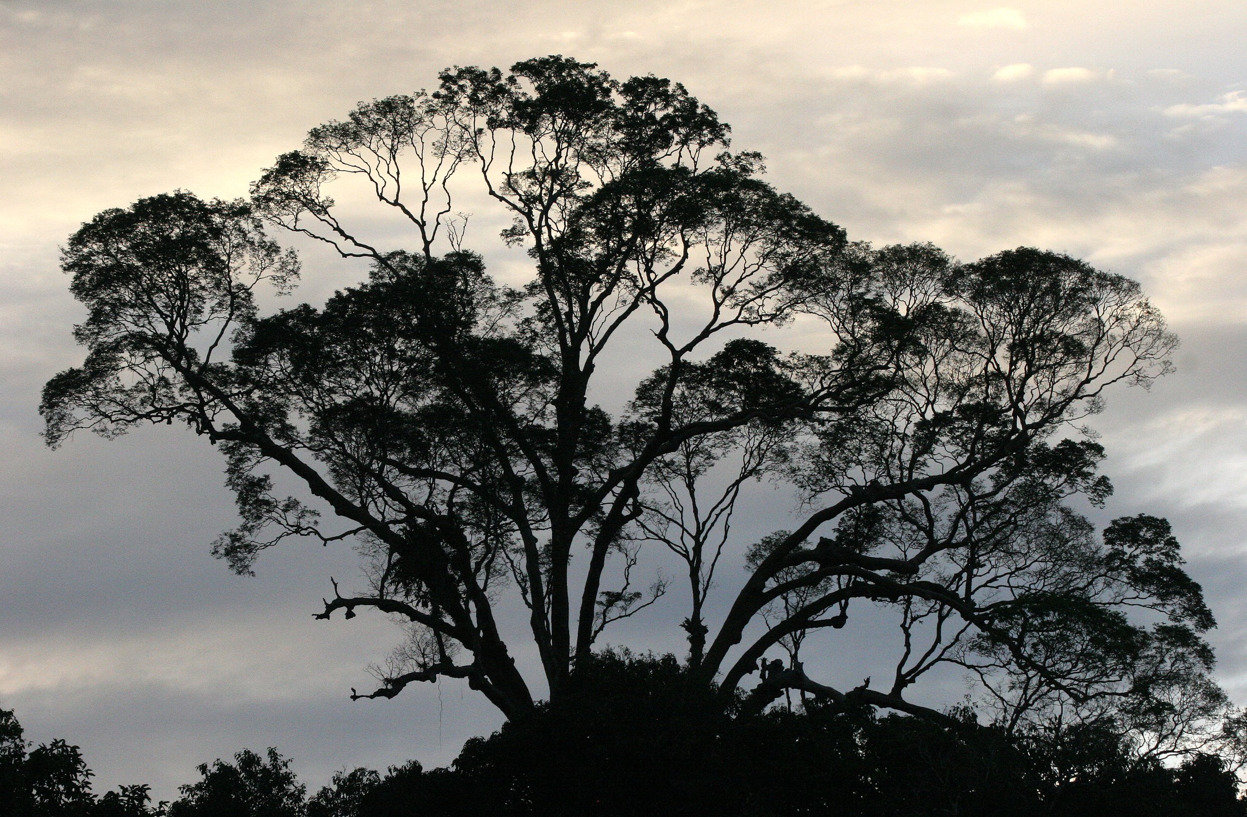 KINABATANGAN RIVER BORNEO - SUNSET SPECTACULAR (14).JPG