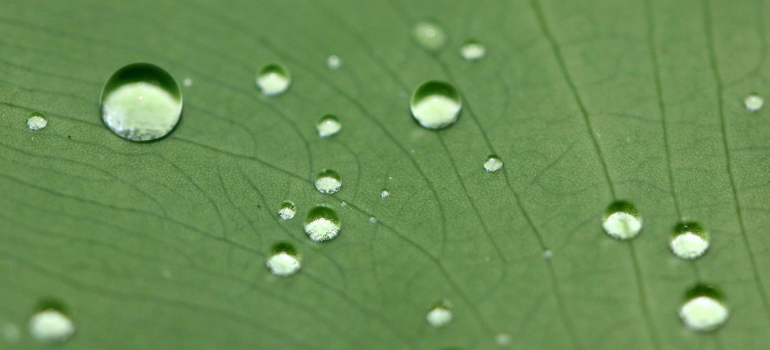 2016 Koh Lanta TheOtherSideVillas - Nature at our Home (81).JPG