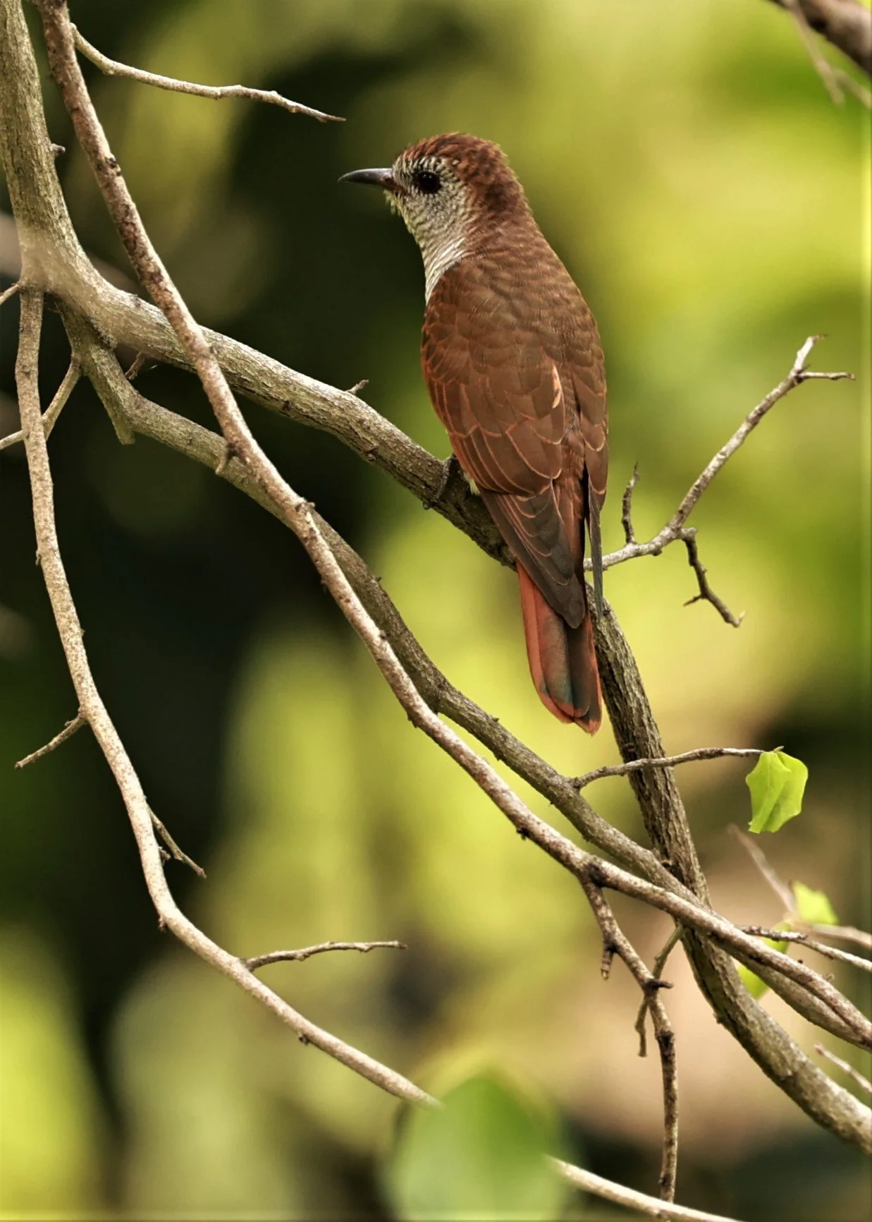 Violet Cuckoo (Chrysococcyx xanthorhynchus) Rama IX Park Bangkok (81).jpg