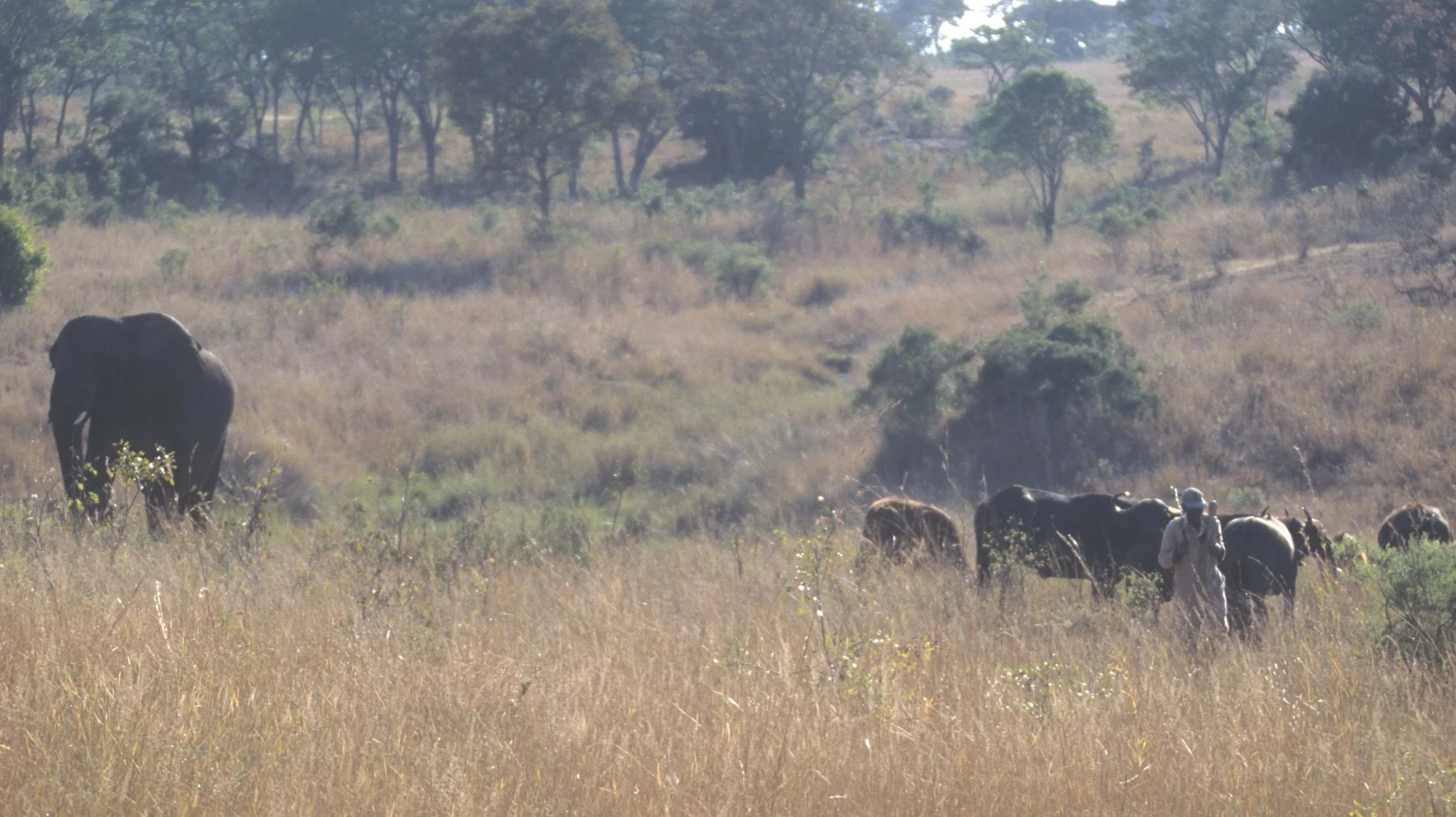 ELEPHANT - ZIMBABWE C.jpg