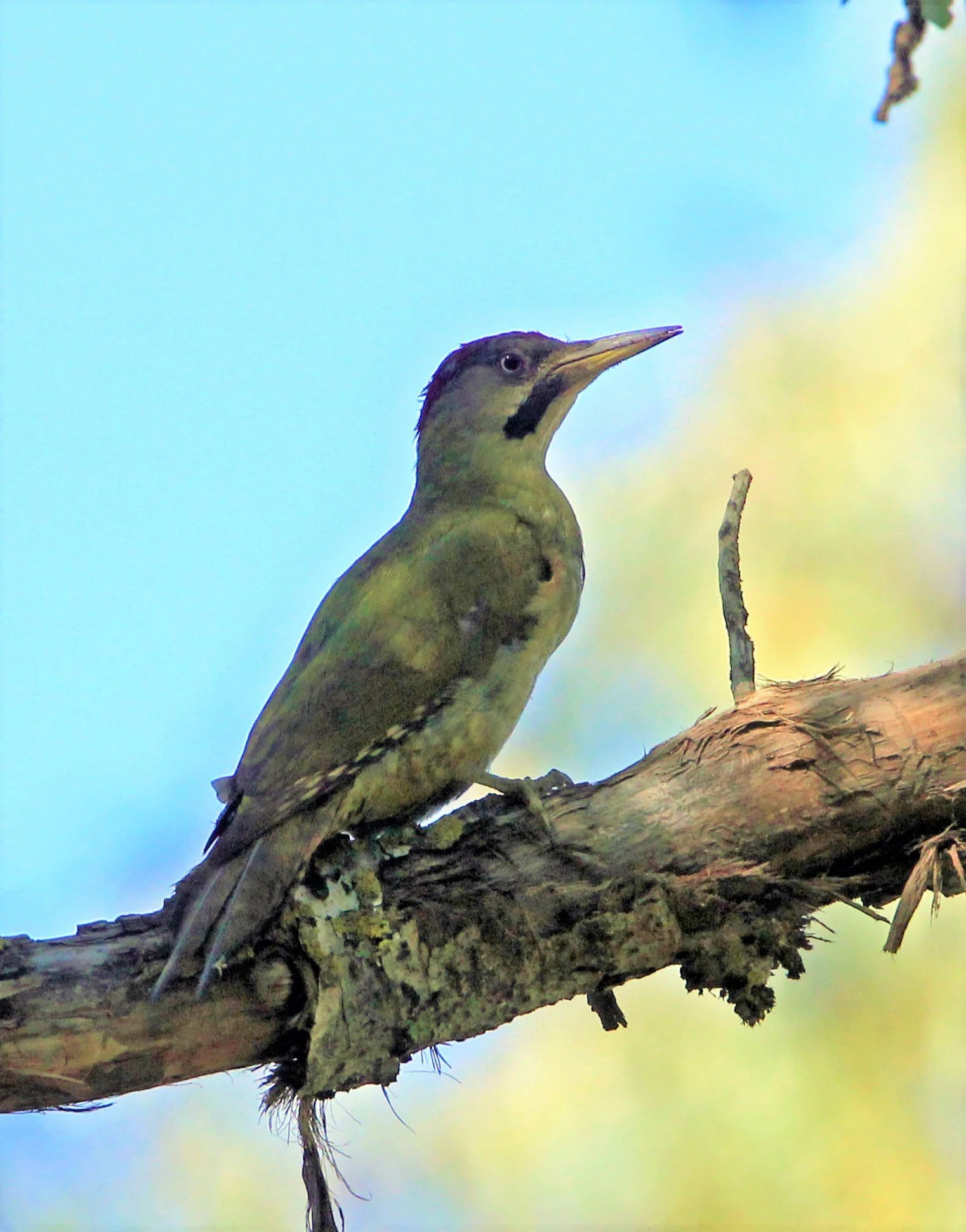 BIRD - WOODPECKER - LEVAILLANT'S GREEN WOODPECKER - FEIJIA NATIONAL PARK TUNISIA (7).JPG