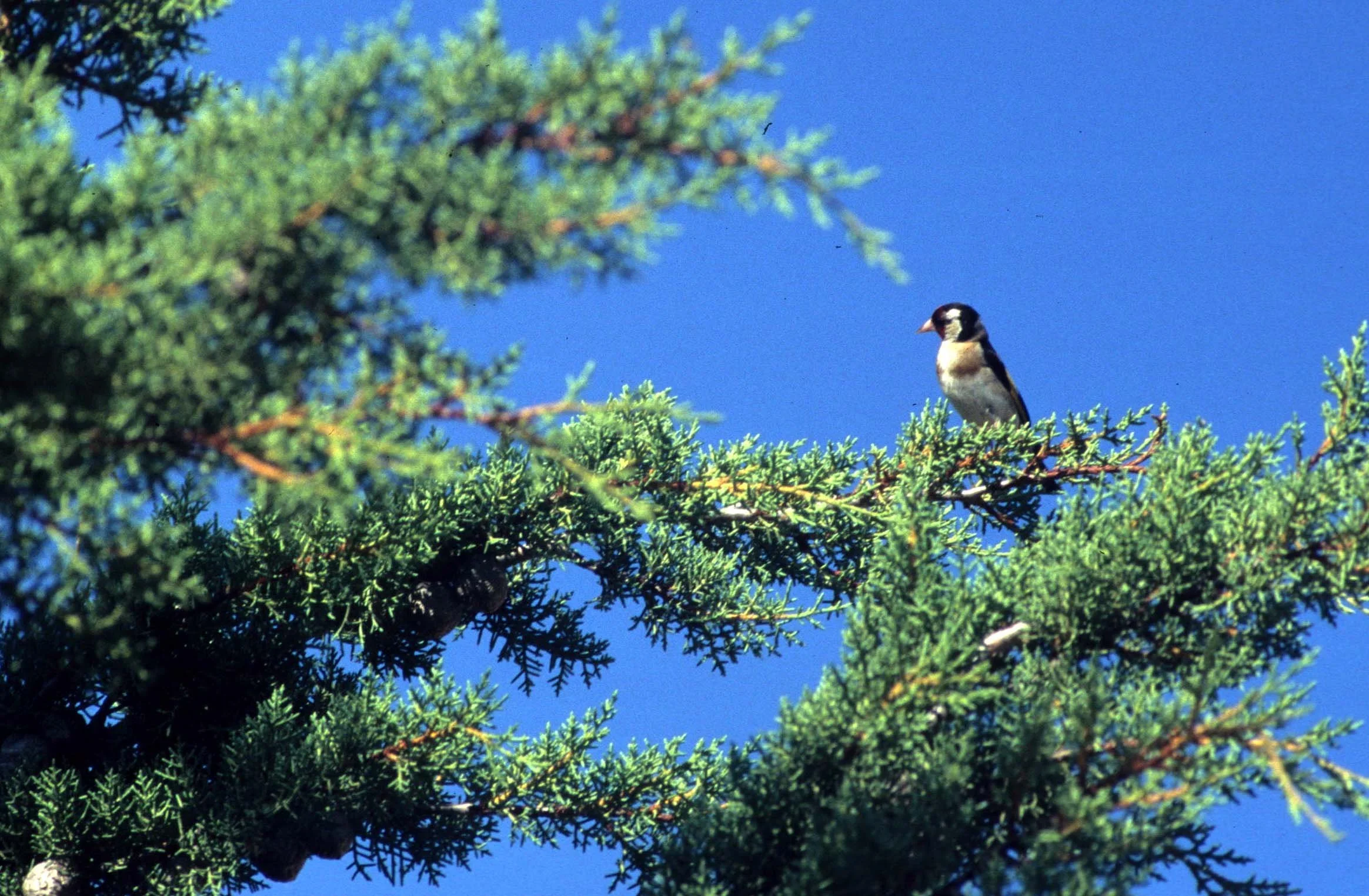 European Goldfinch (Carduelis carduelis) Soria & Andujar Spain (1).jpg