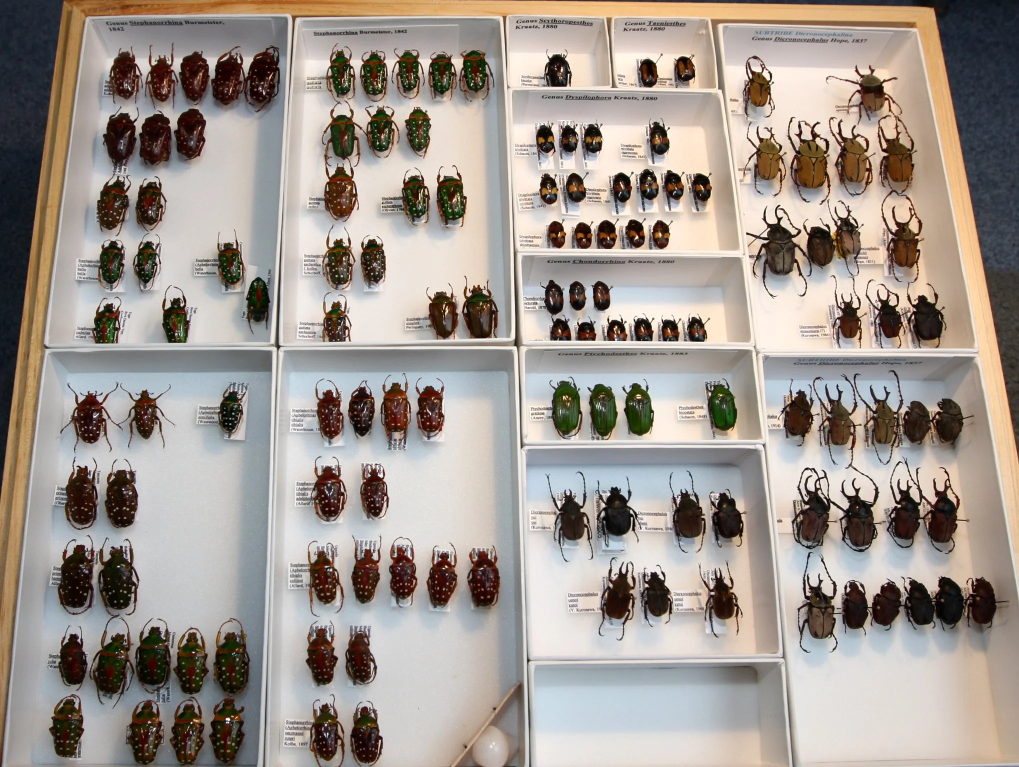 Cetoniinae 21 – Goliathini – misc African & Asian species.JPG