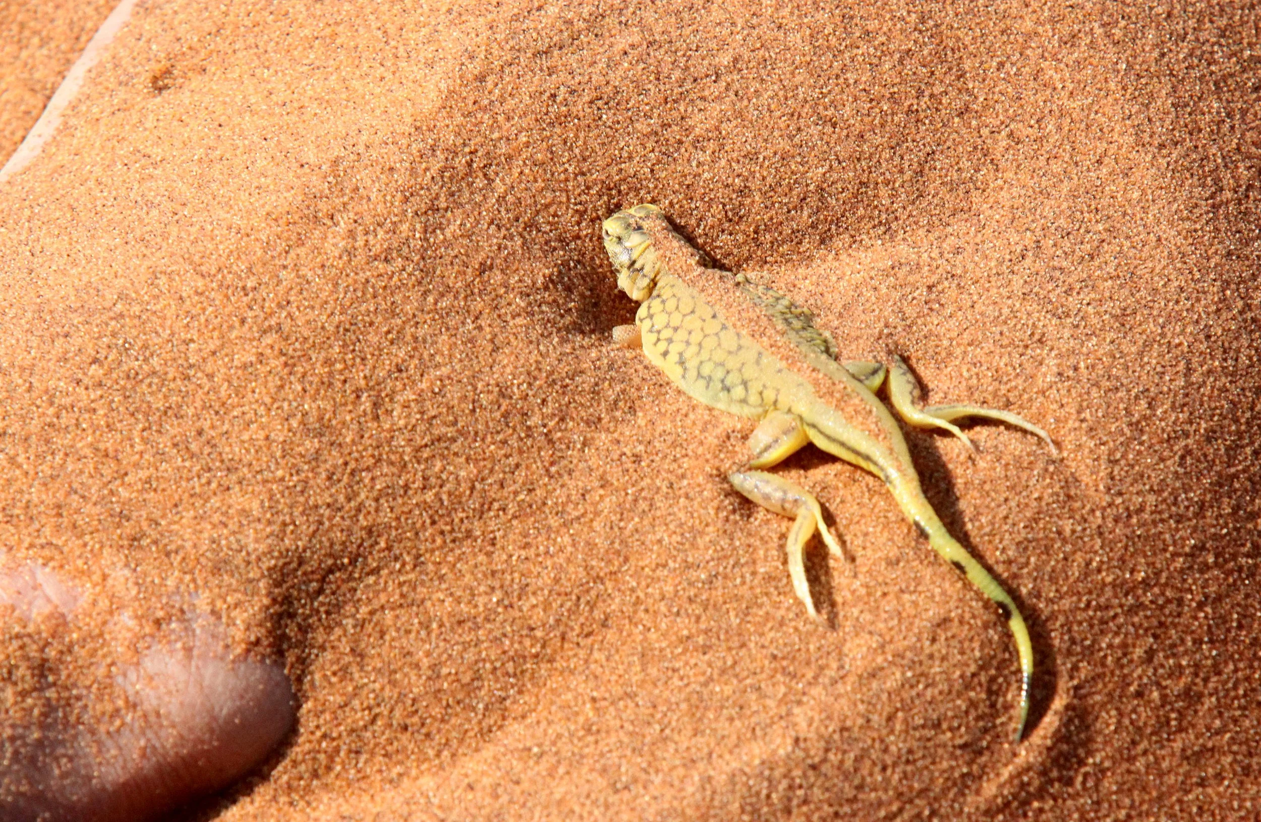 Meroles anchietae - SHOVEL-SNOUTED LIZARD - SOSSUSVLEI, NAMIB NAUKLUFT NATIONAL PARK, NAMIBIA (15).JPG