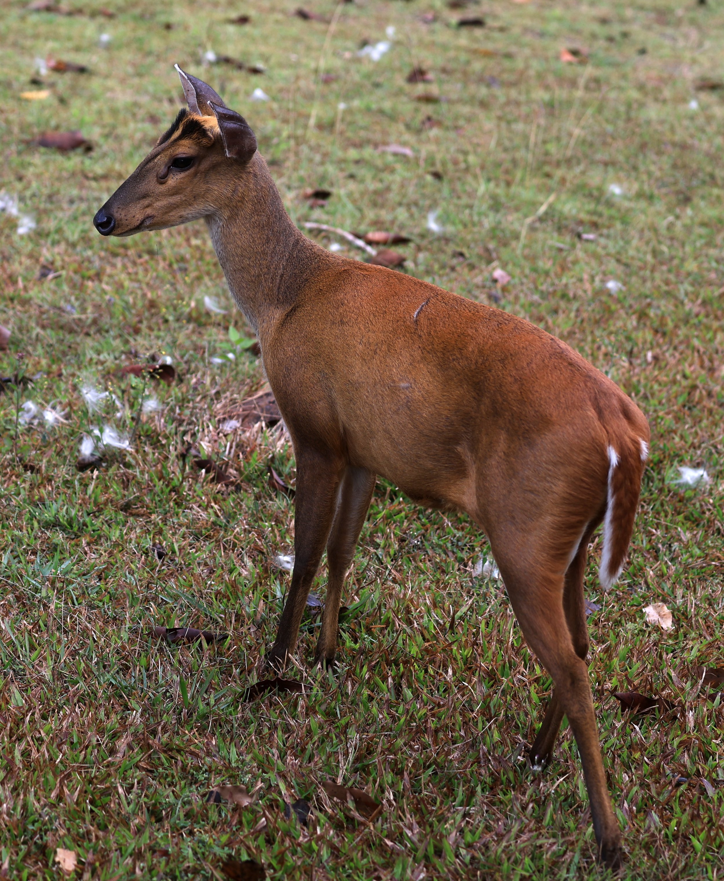 Southern Red Muntjac (Muntiacus muntjak) Khao Yai National Park, Thailand day 3(21).jpg